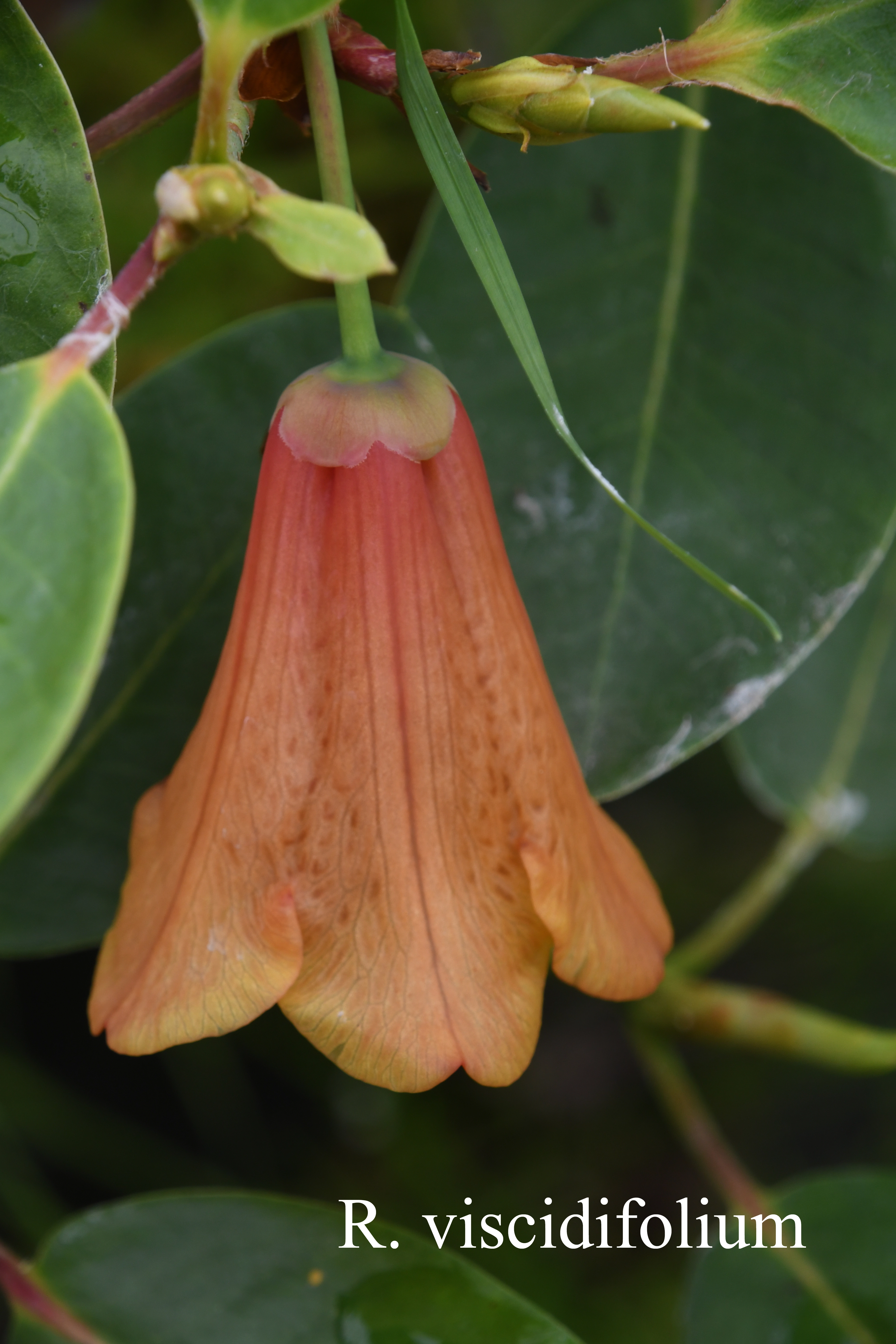 Rhododendron viscidifolium photo