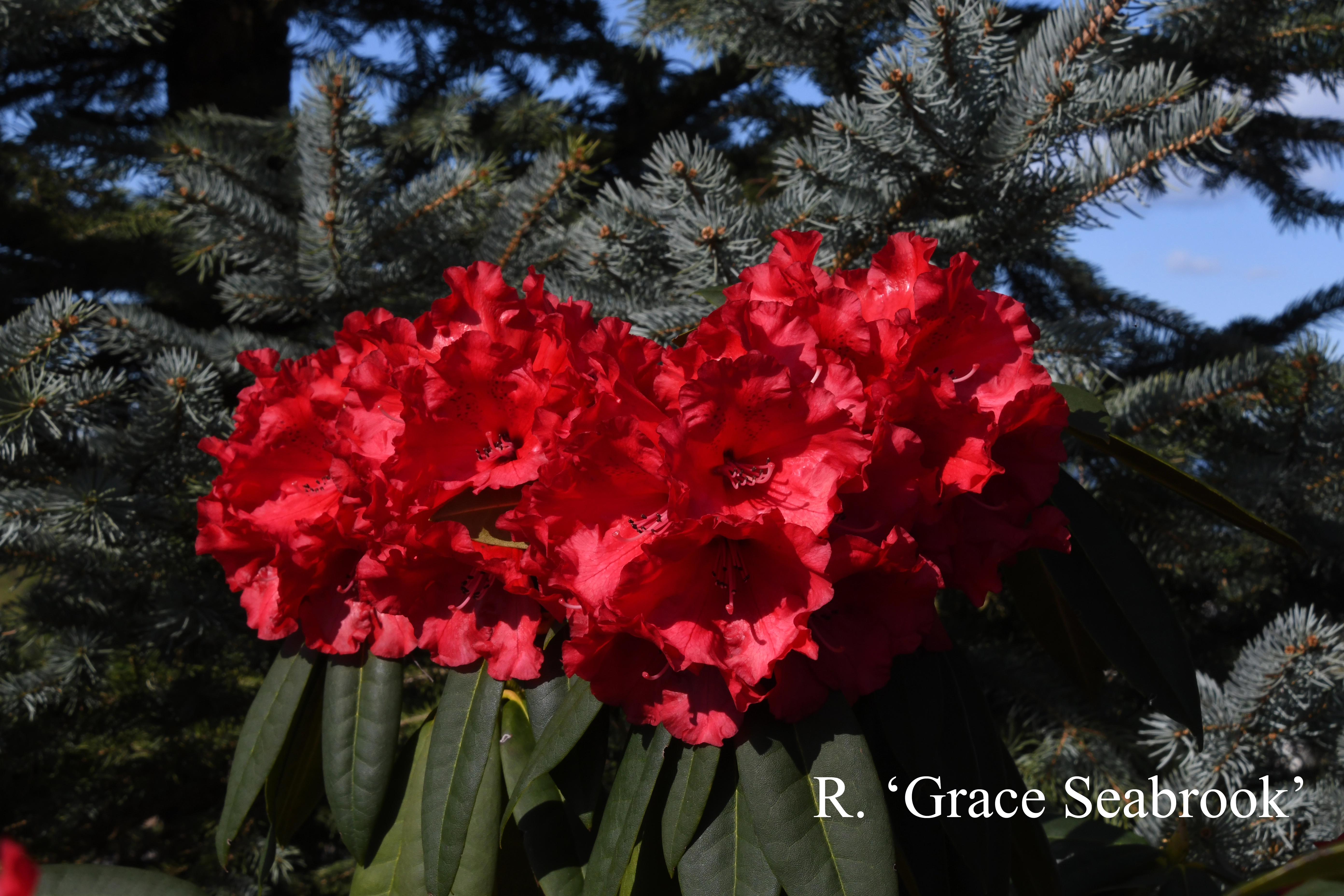 Rhododendron Grace Seabrook photo