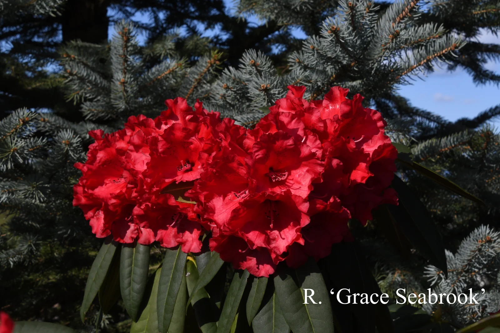 R. 'Grace Seabrook' photo of R. 'Grace Seabrook'. Location: Fearing's Farm Nursery, Abbotsford, BC, Canada. Photo by: Harold Fearing
