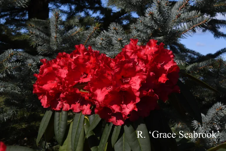 Photo of R. 'Grace Seabrook', Rhododendron Hybrid