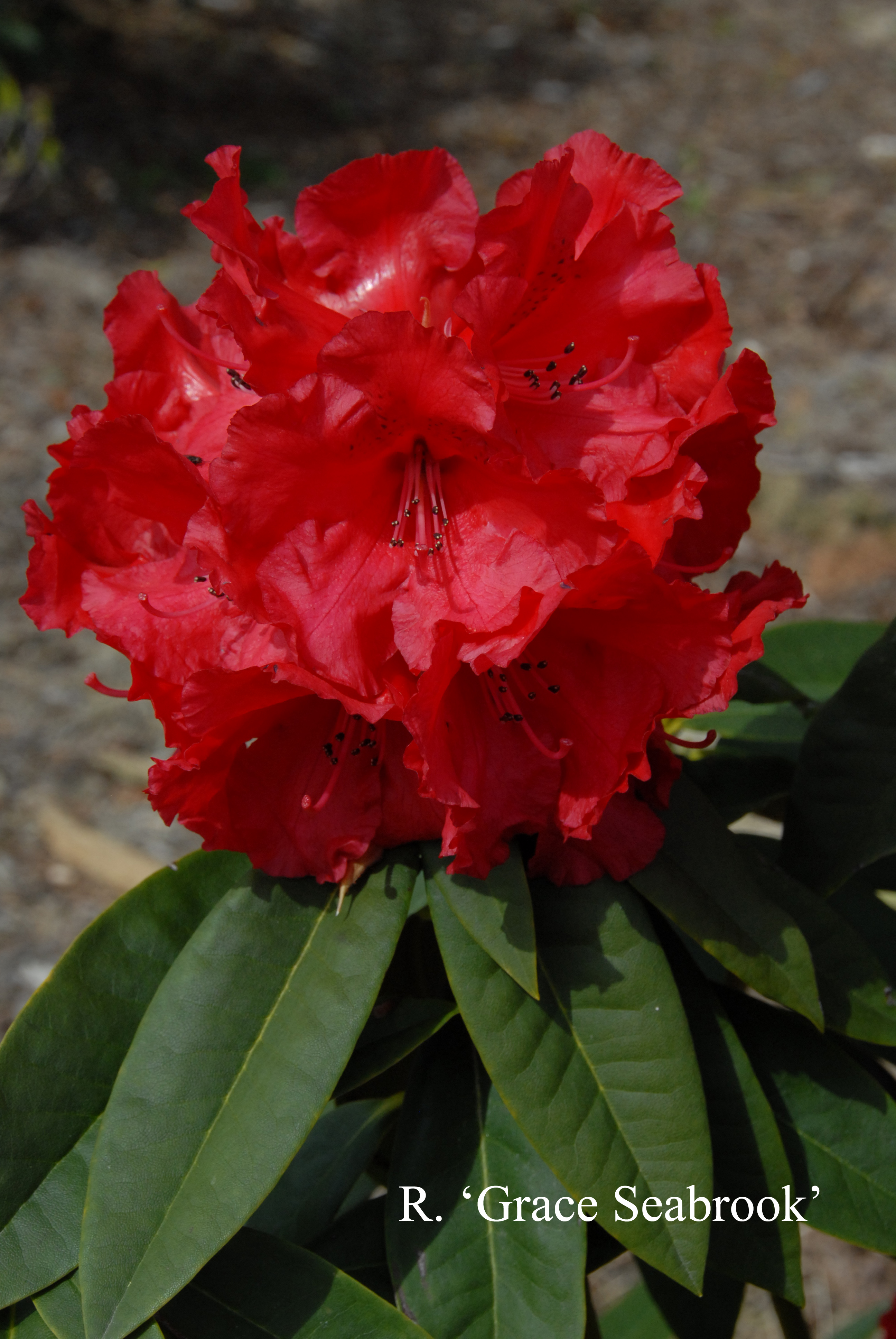 Rhododendron Grace Seabrook photo