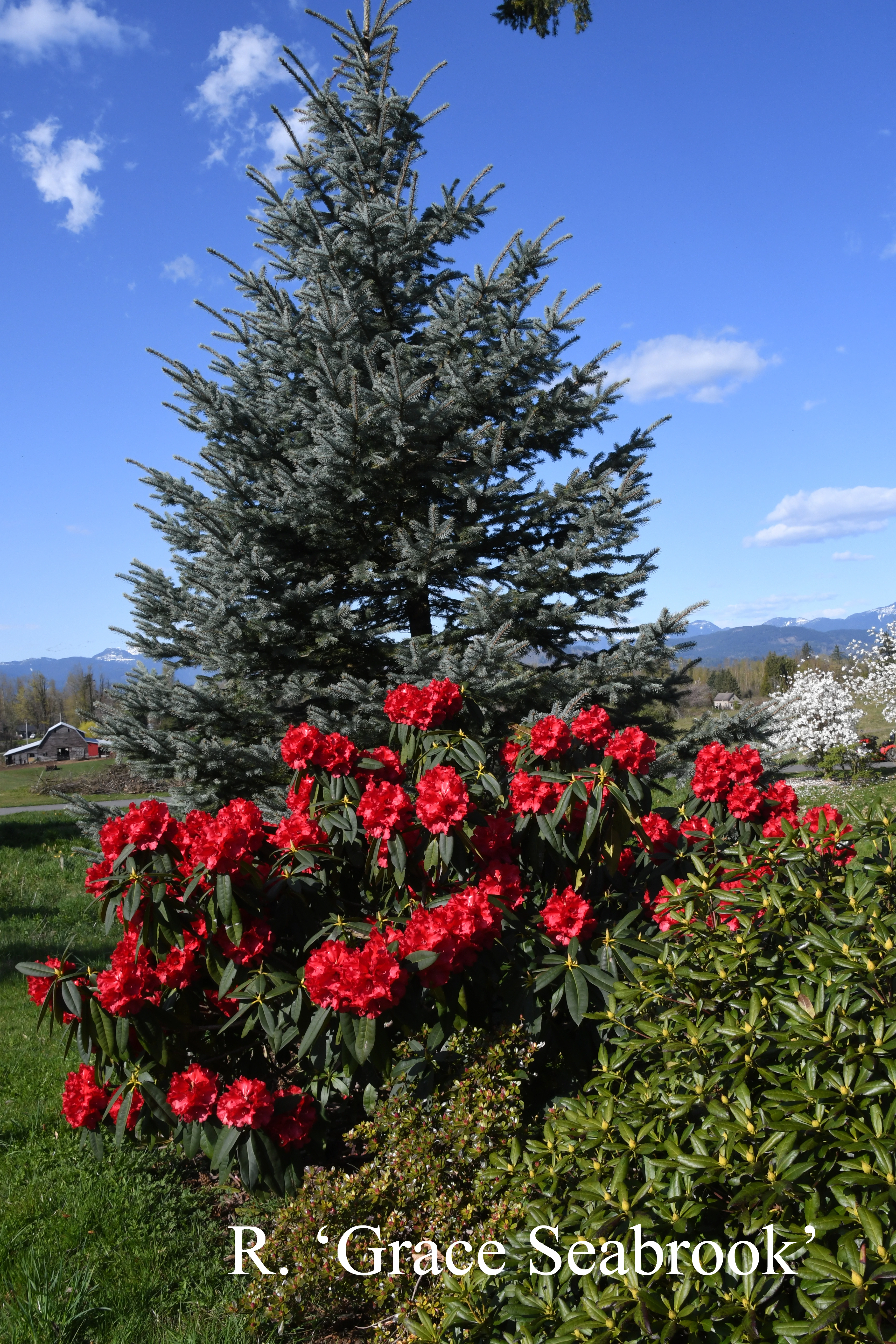 Rhododendron Grace Seabrook photo