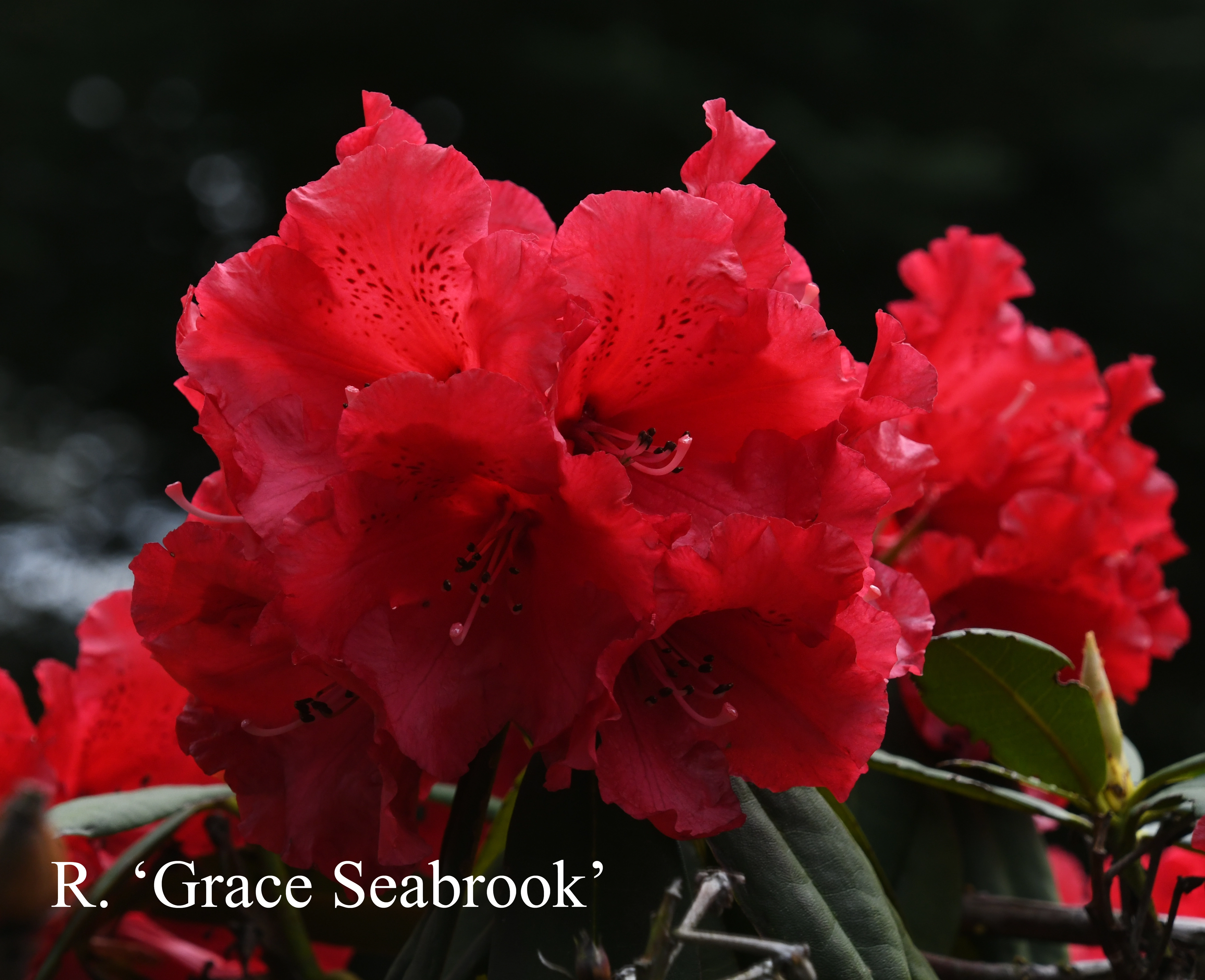 Rhododendron Grace Seabrook photo