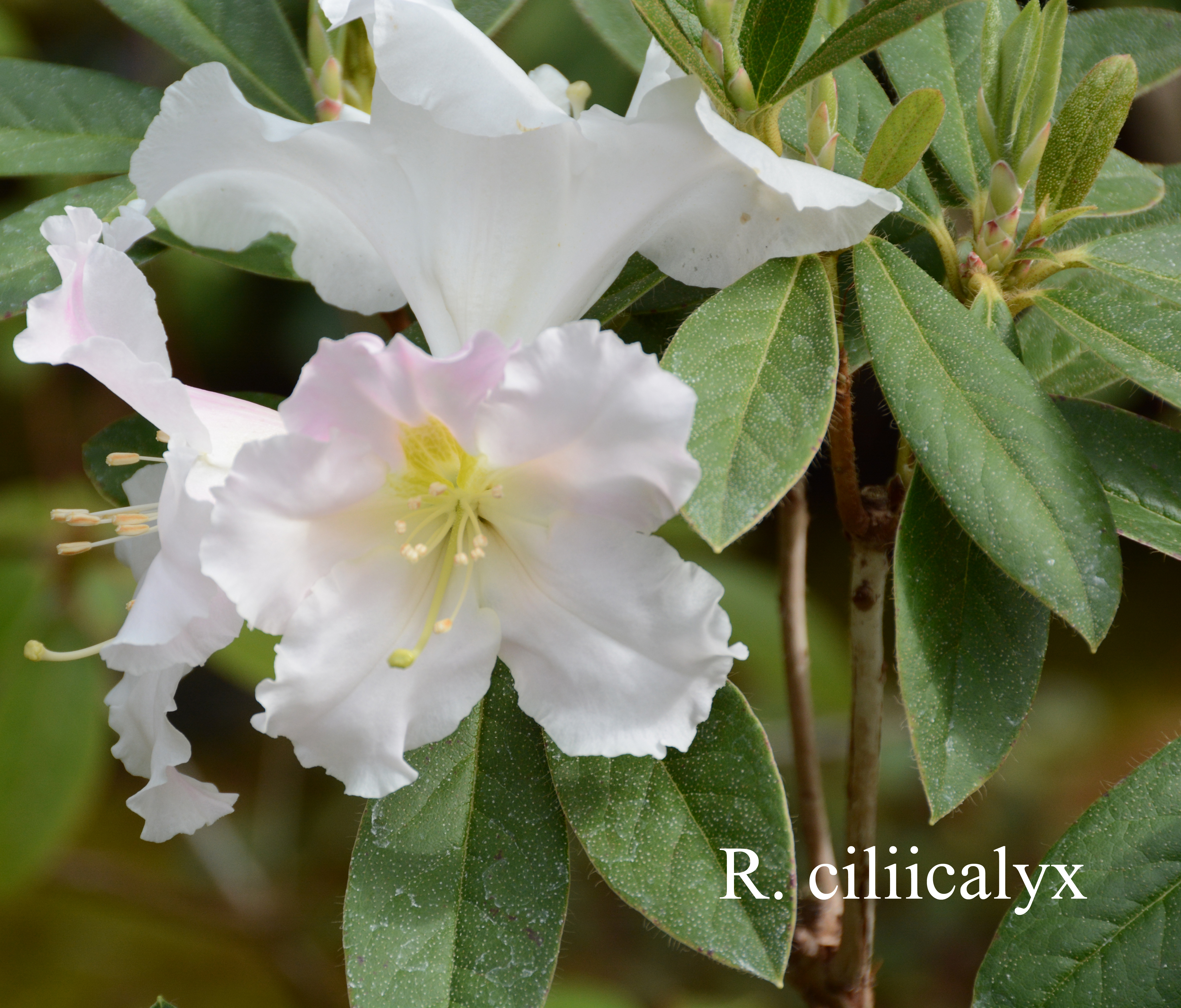 Rhododendron ciliicalyx ssp ciliicalyx photo