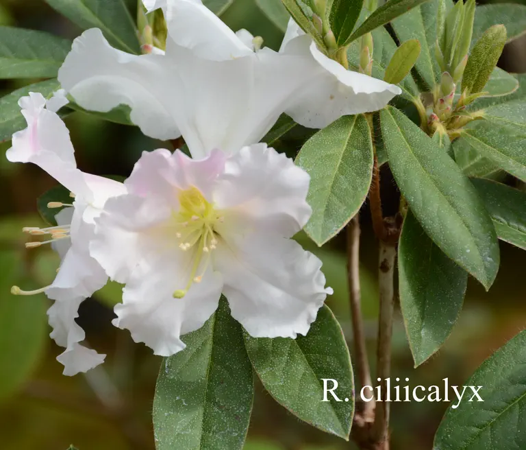 Photo of R. ciliicalyx ssp ciliicalyx, Species