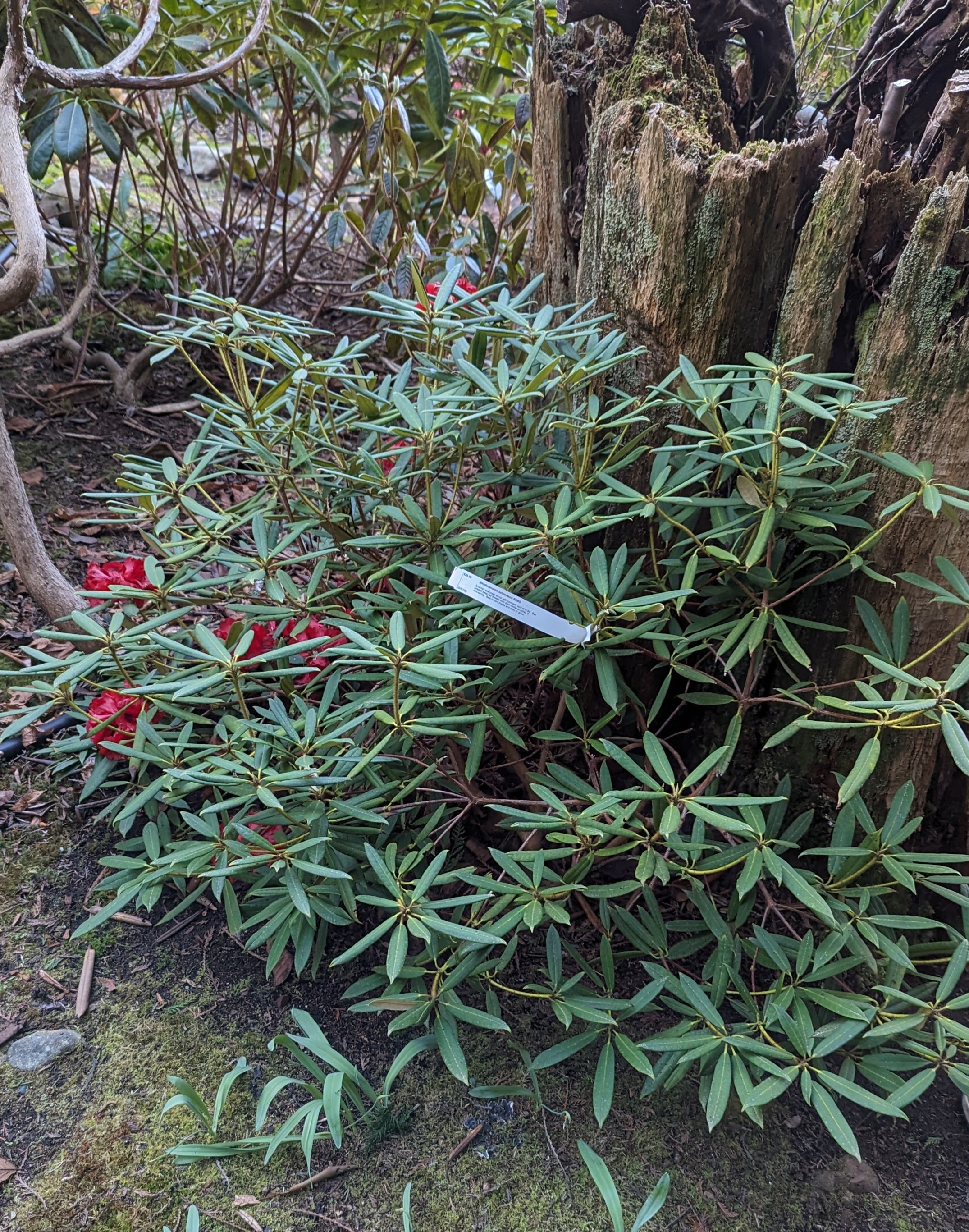 Rhododendron ochraceum photo