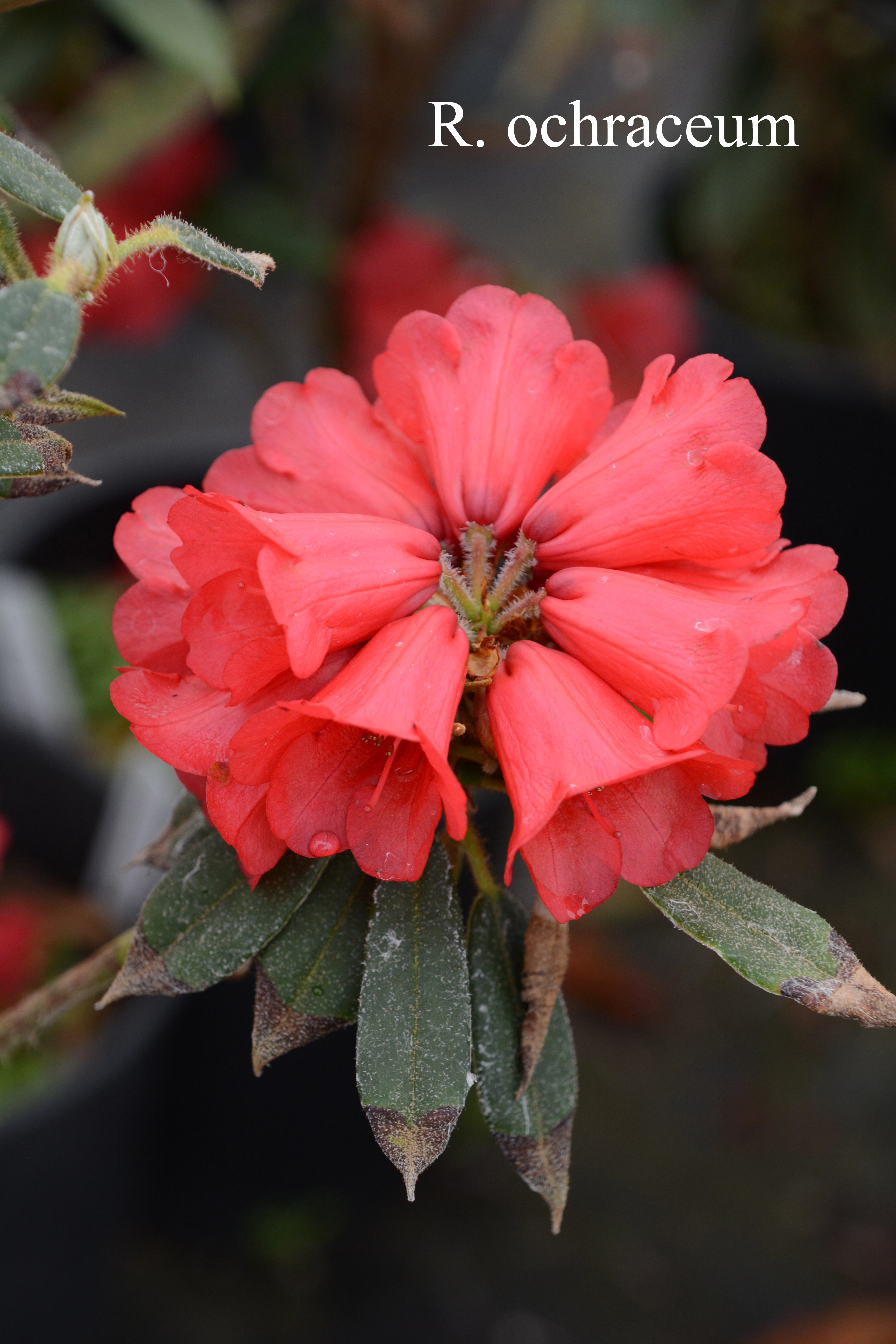 Rhododendron ochraceum photo