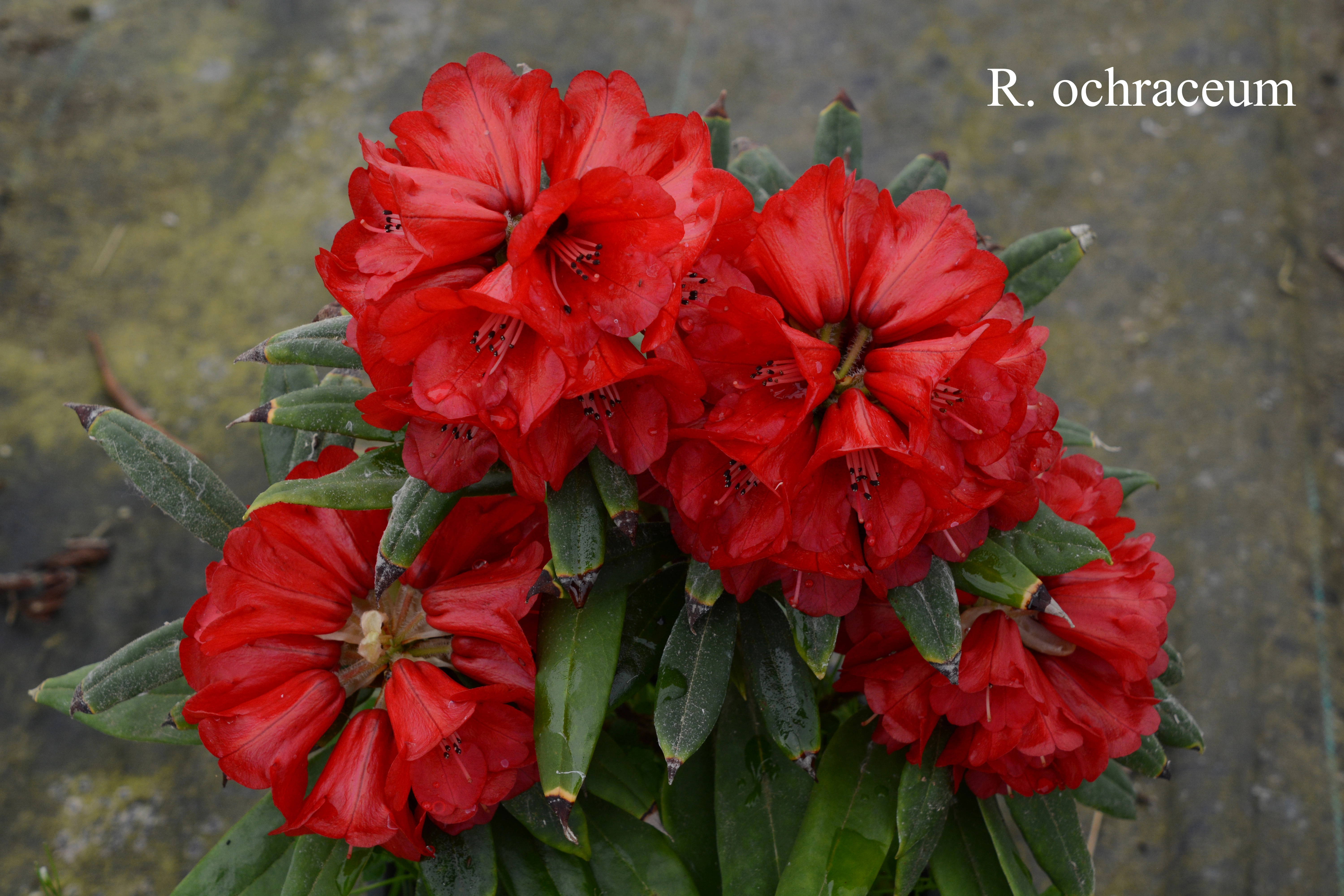 Rhododendron ochraceum photo