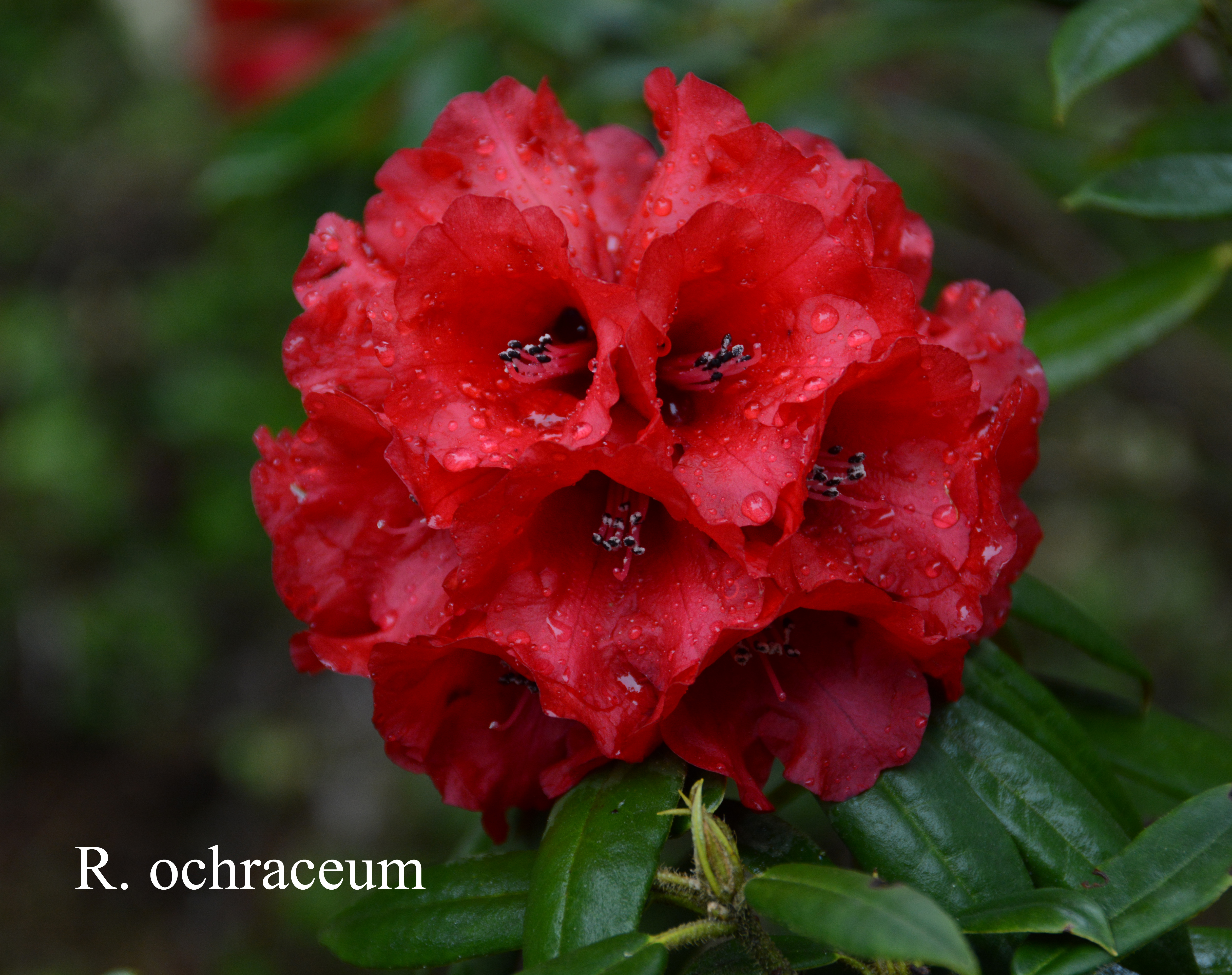 Rhododendron ochraceum photo