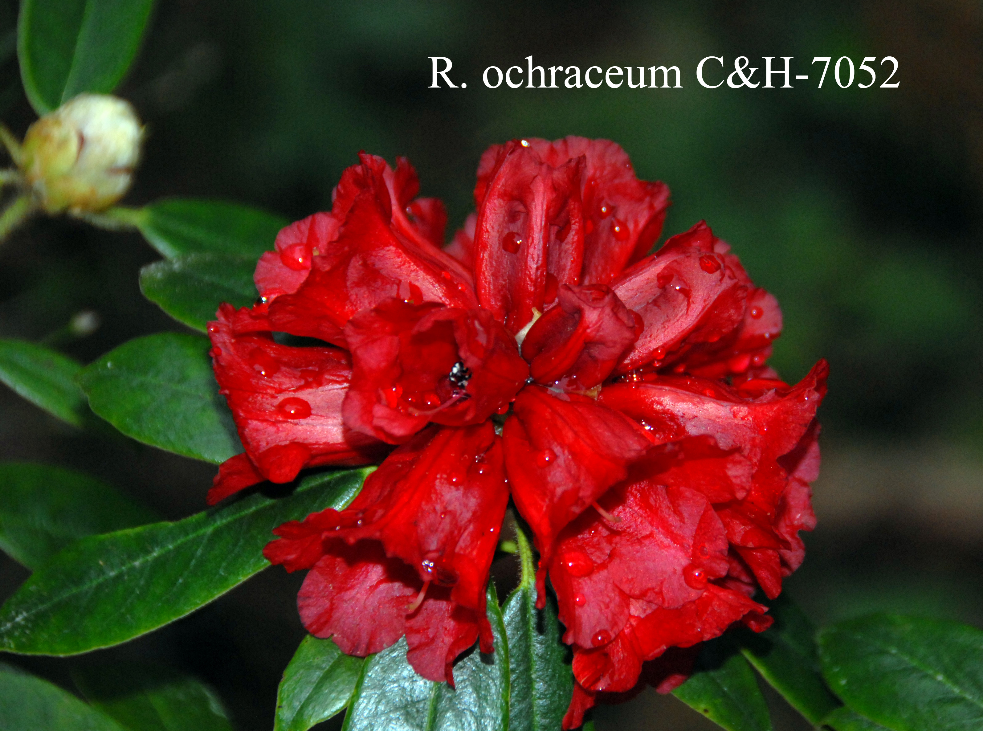 Rhododendron ochraceum photo