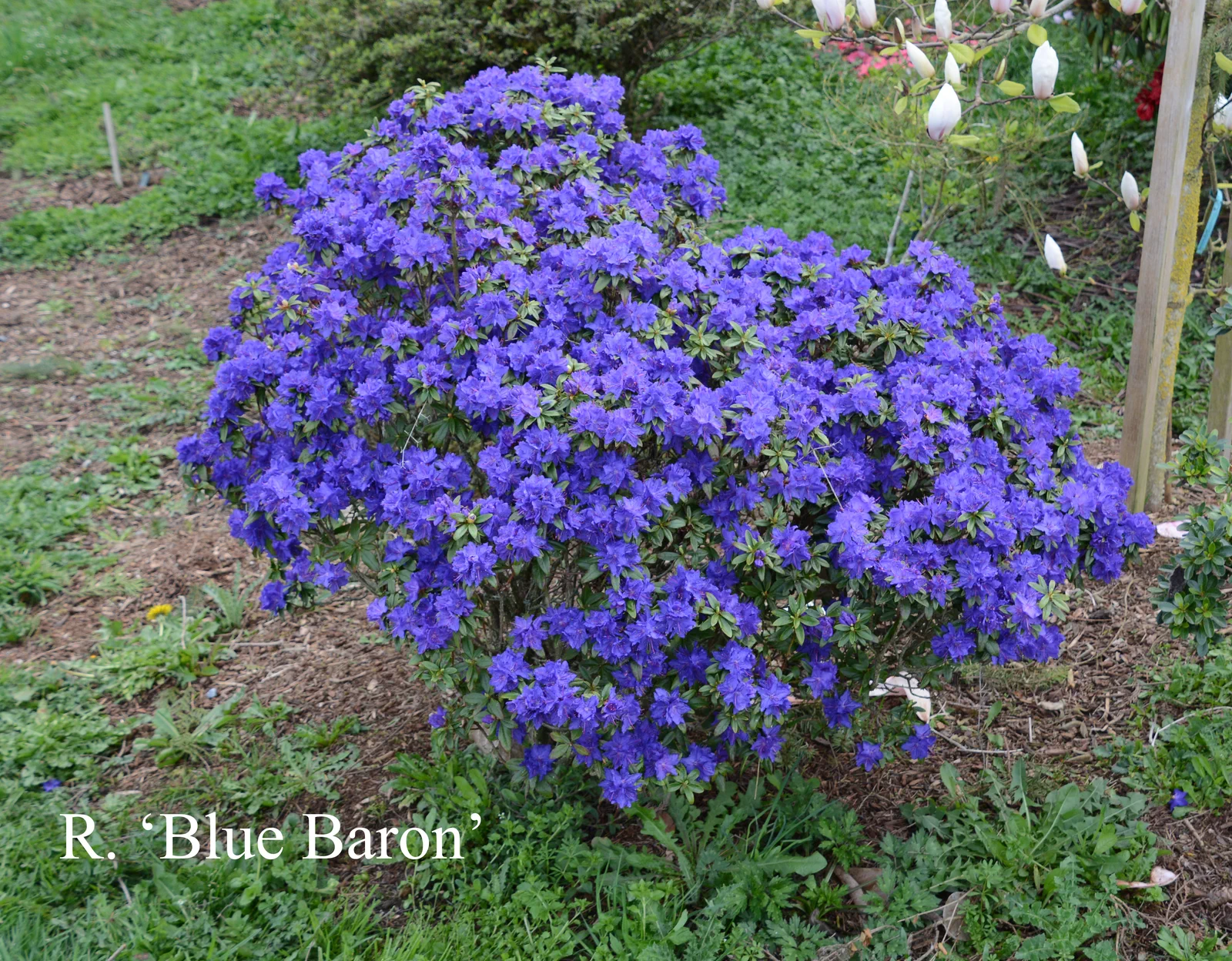 R. 'Blue Baron' photo of R. 'Blue Baron'. Location: Fearing's Farm Nursery, Abbotsford, BC, Canada. Photo by: Harold Fearing