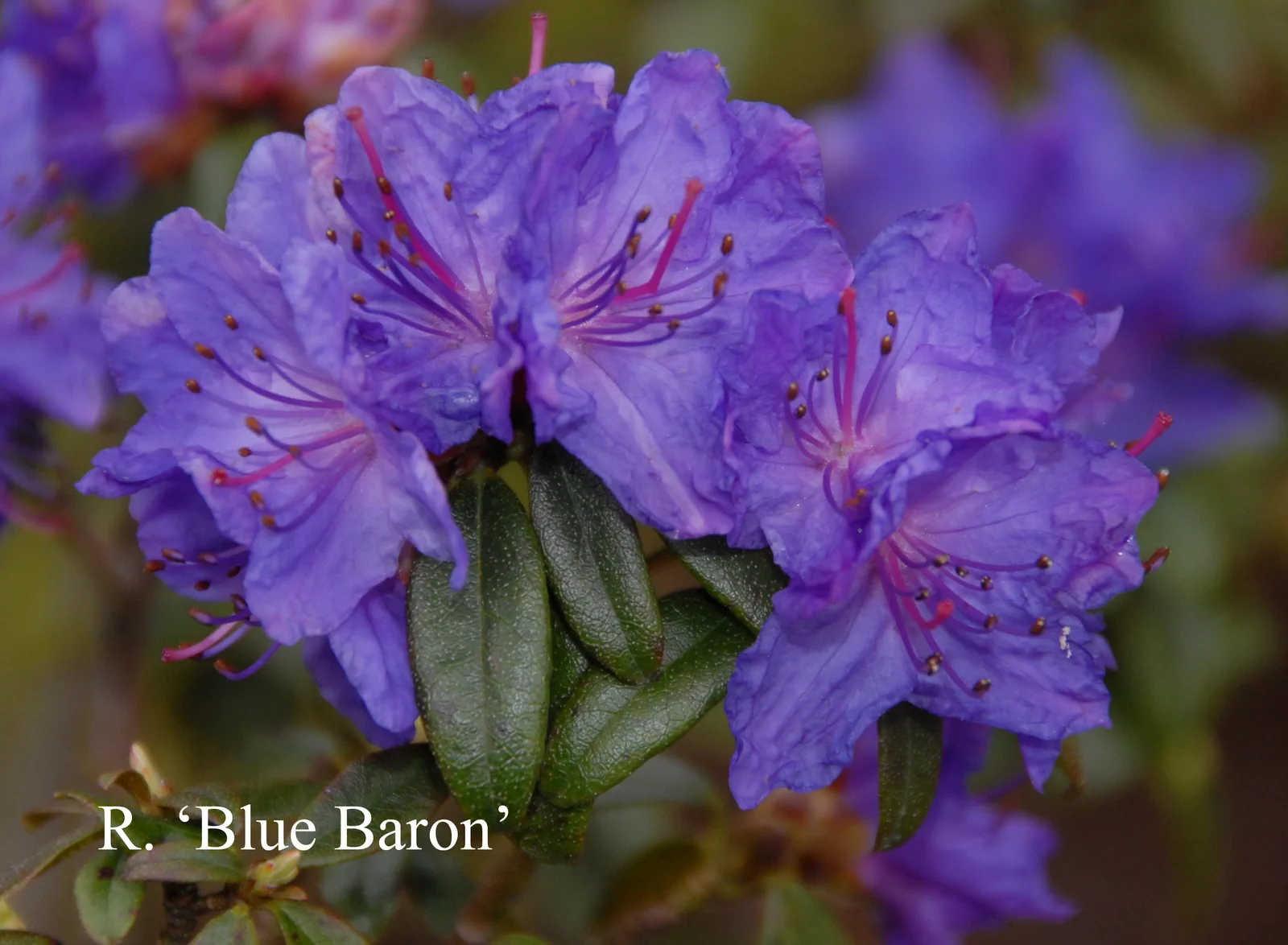 R. 'Blue Baron' photo of R. 'Blue Baron'. Location: Fearing's Farm Nursery, Abbotsford, BC, Canada. Photo by: Harold Fearing