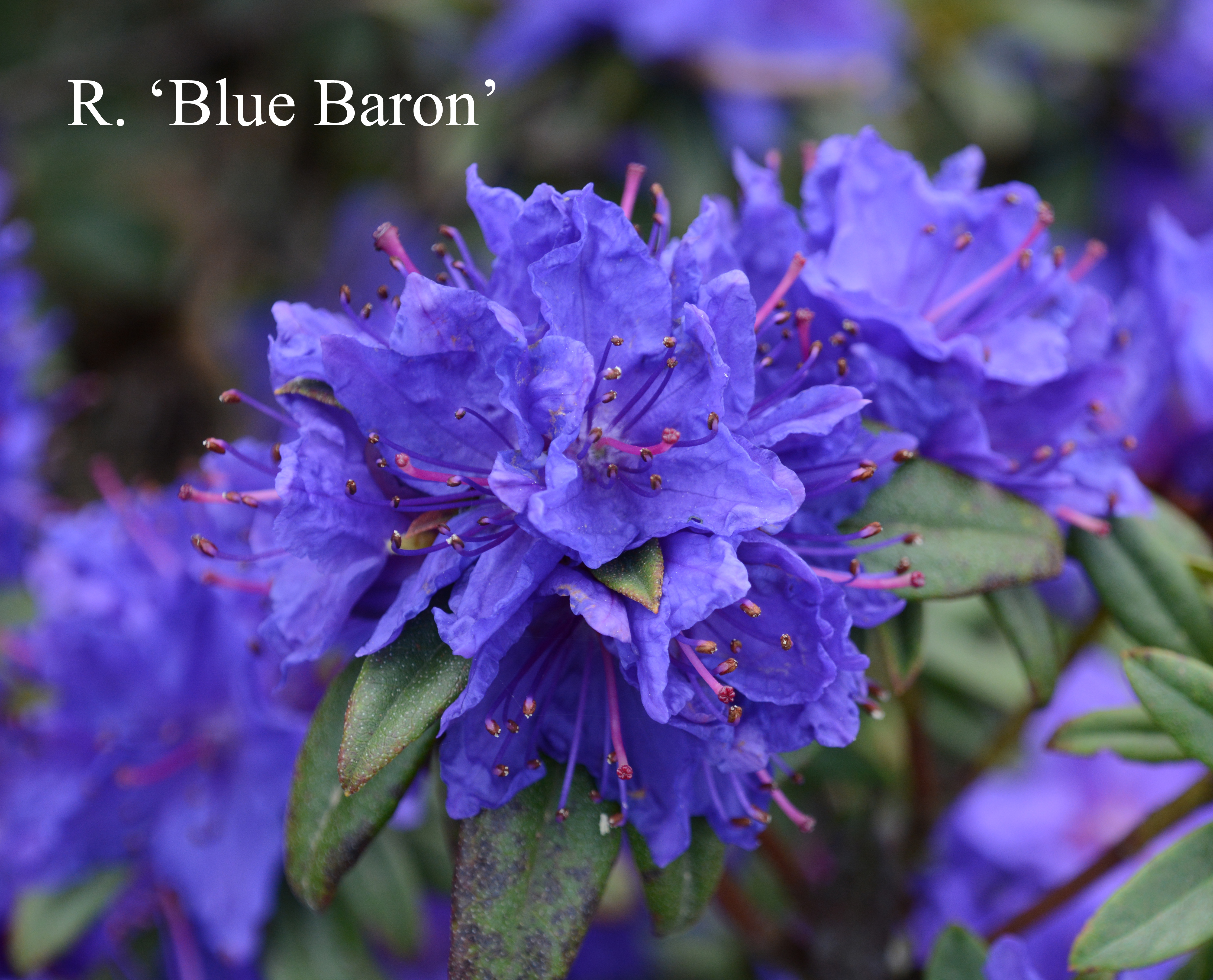 Rhododendron Blue Baron photo