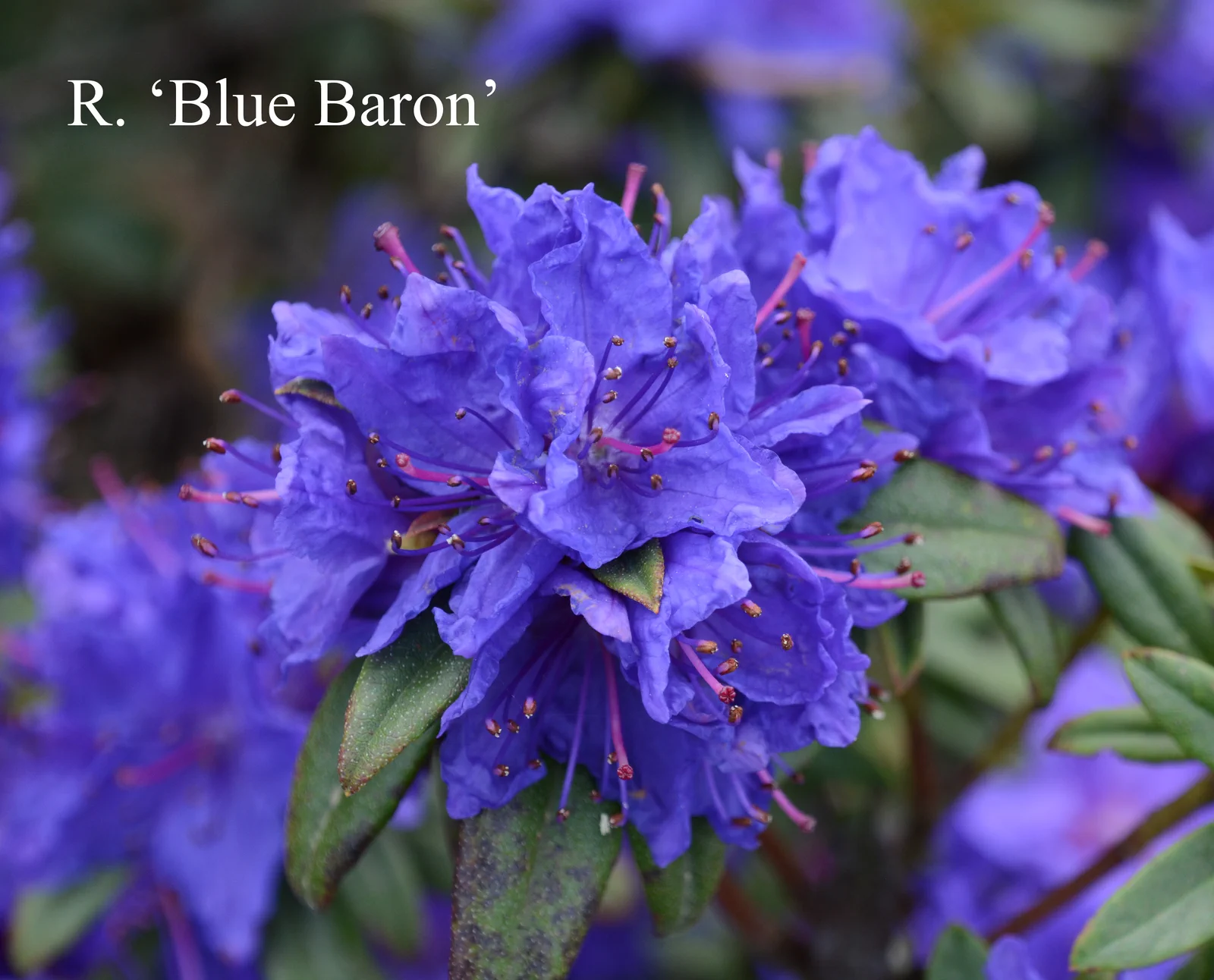 R. 'Blue Baron' photo of R. 'Blue Baron'. Location: Fearing's Farm Nursery, Abbotsford, BC, Canada. Photo by: Harold Fearing