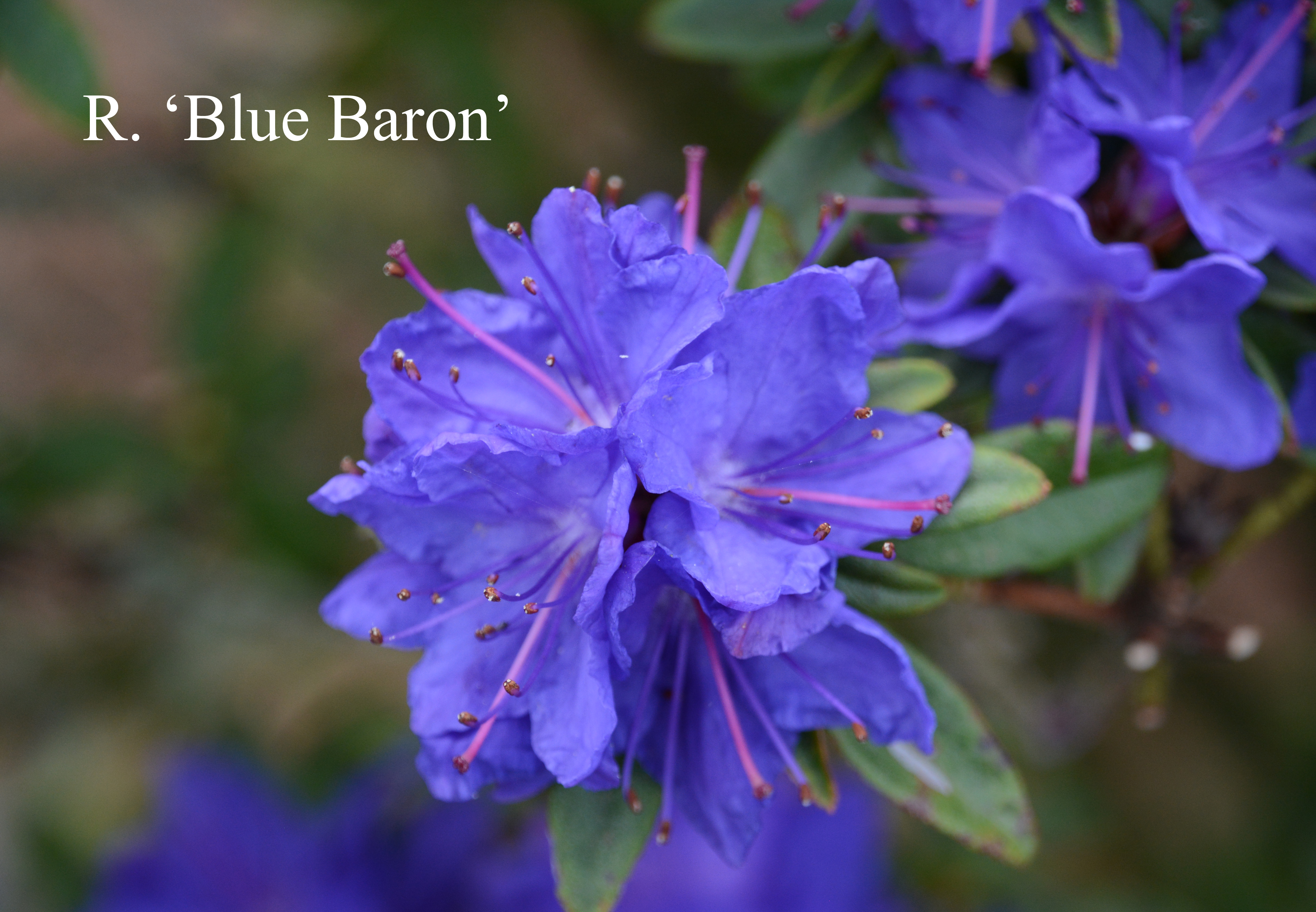 Rhododendron Blue Baron photo