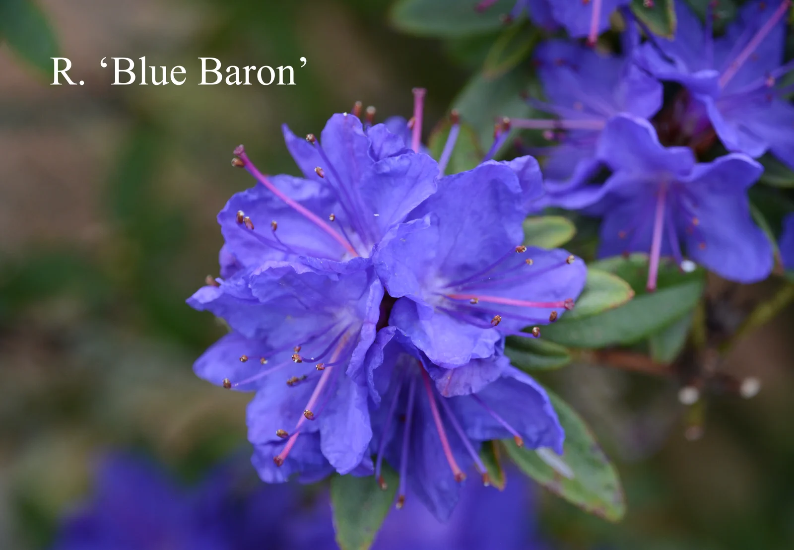 R. 'Blue Baron' photo of R. 'Blue Baron'. Location: Fearing's Farm Nursery, Abbotsford, BC, Canada. Photo by: Harold Fearing