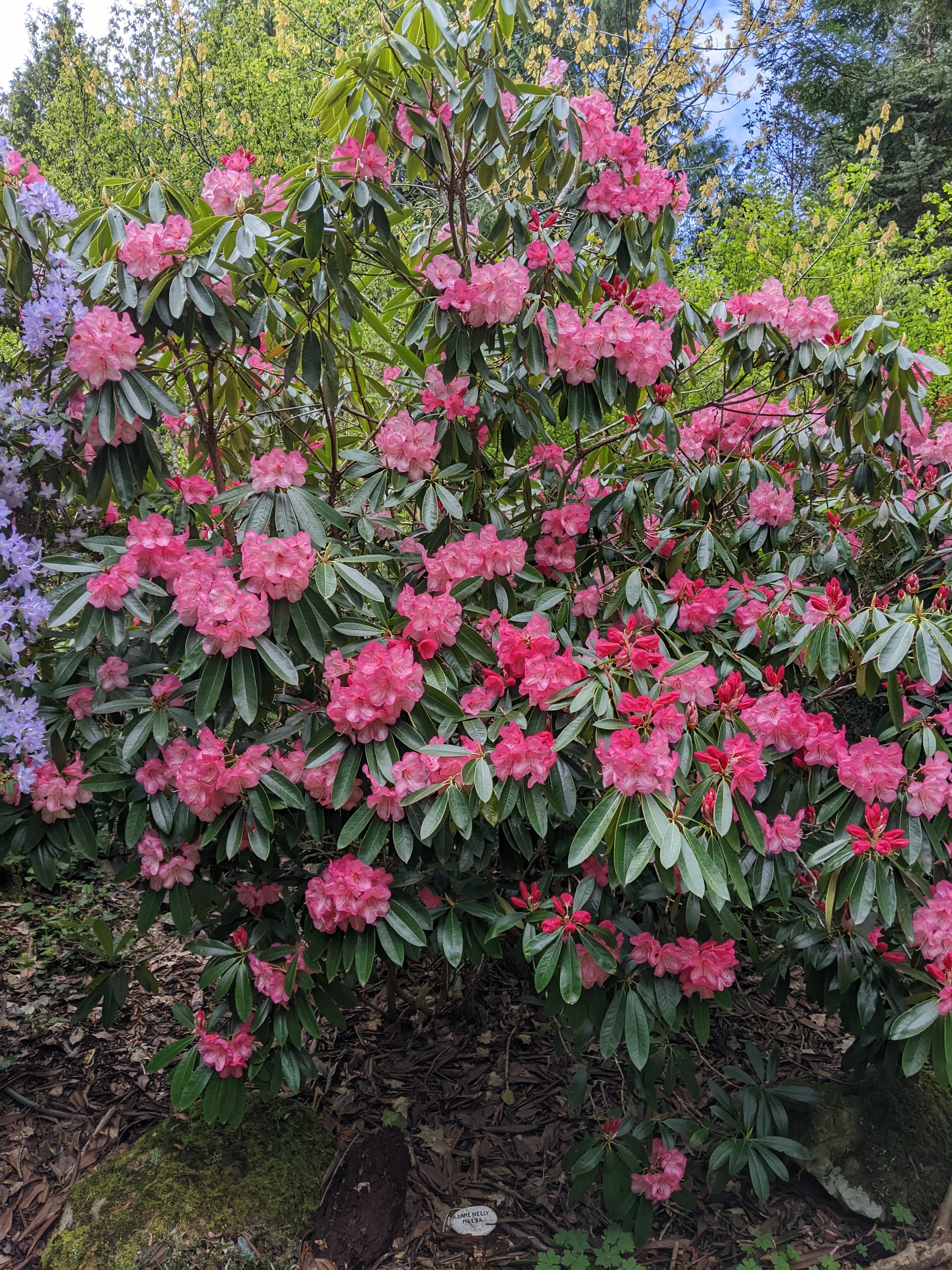 Rhododendron Dame Nellie Melba photo