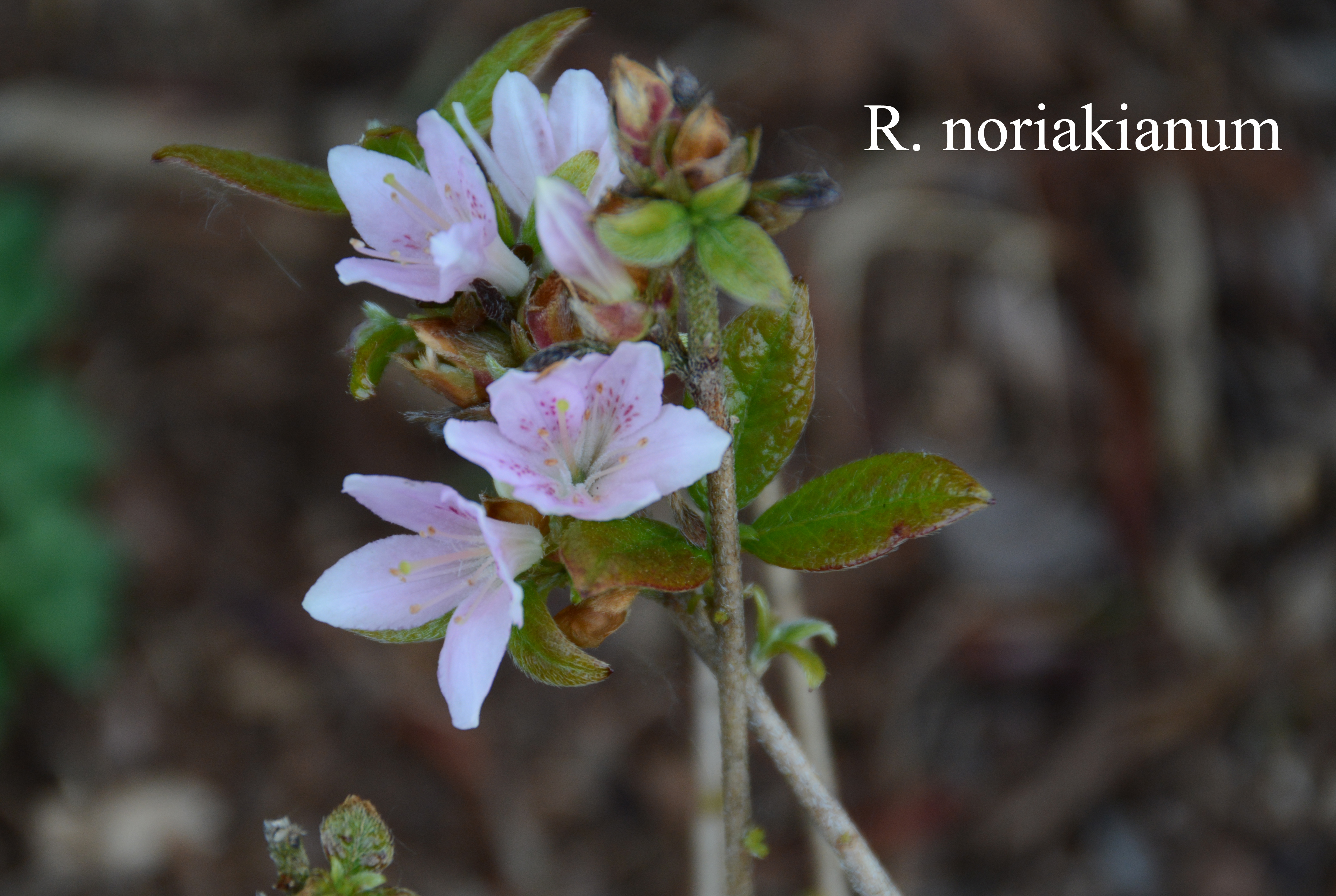 Rhododendron noriakianum photo