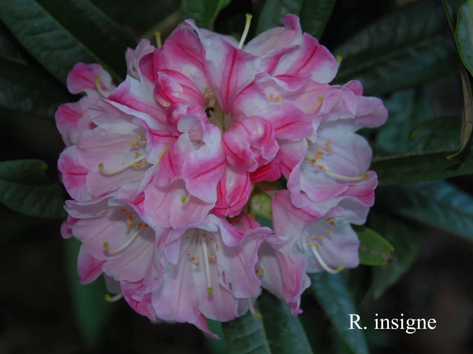 R. insigne photo of R. insigne. Location: Fearing's Farm Nursery, Abbotsford, BC, Canada. Photo by: Harold Fearing
