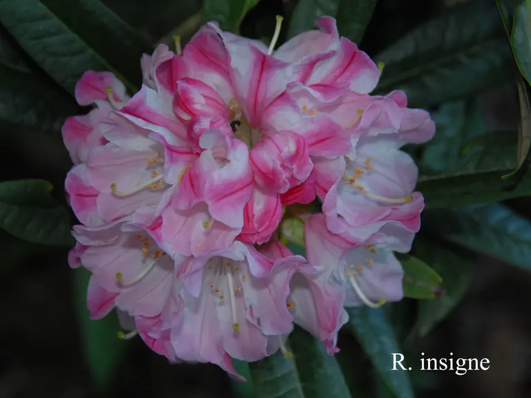 Photo of R. insigne, Species