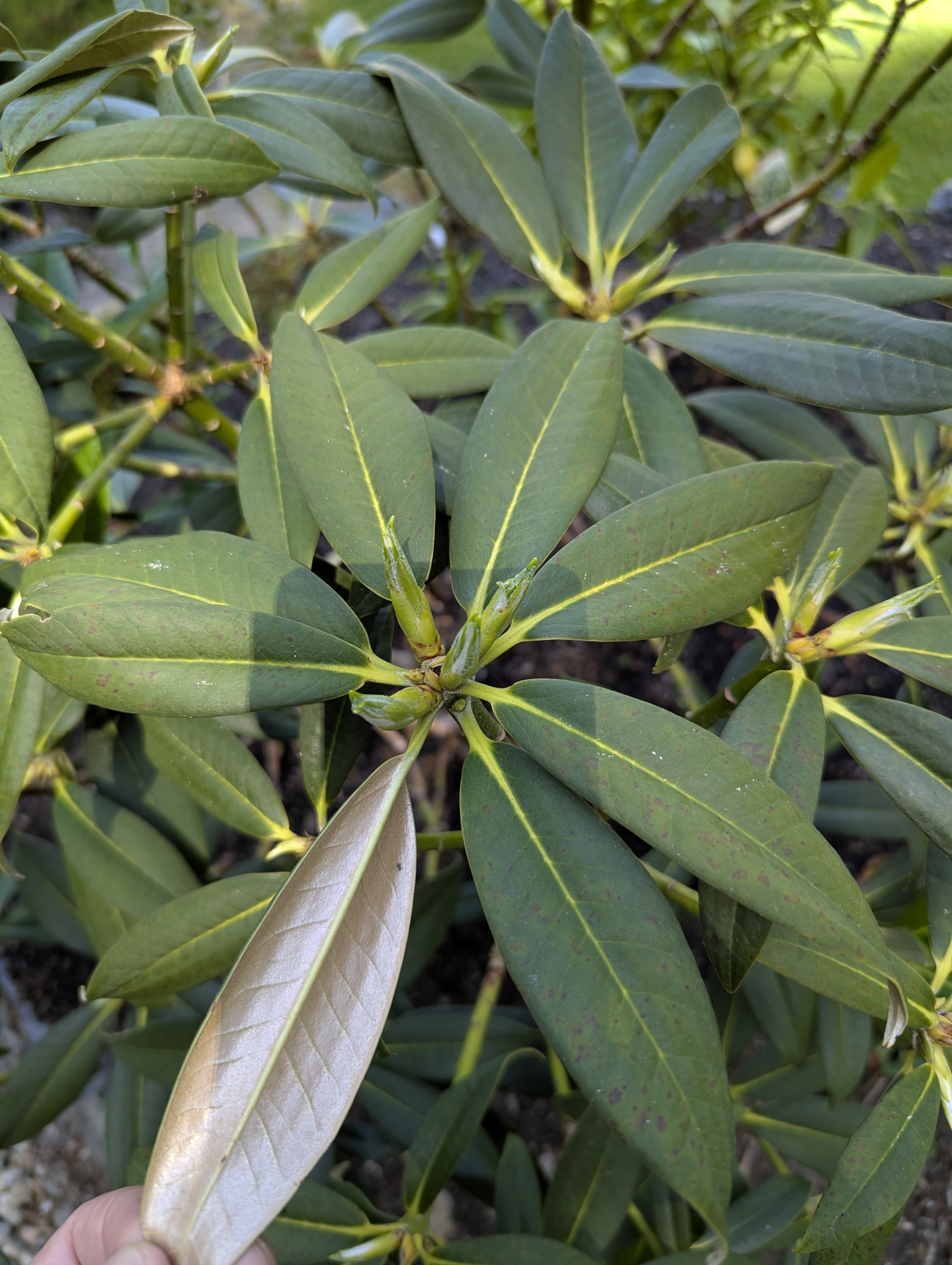 Rhododendron insigne photo