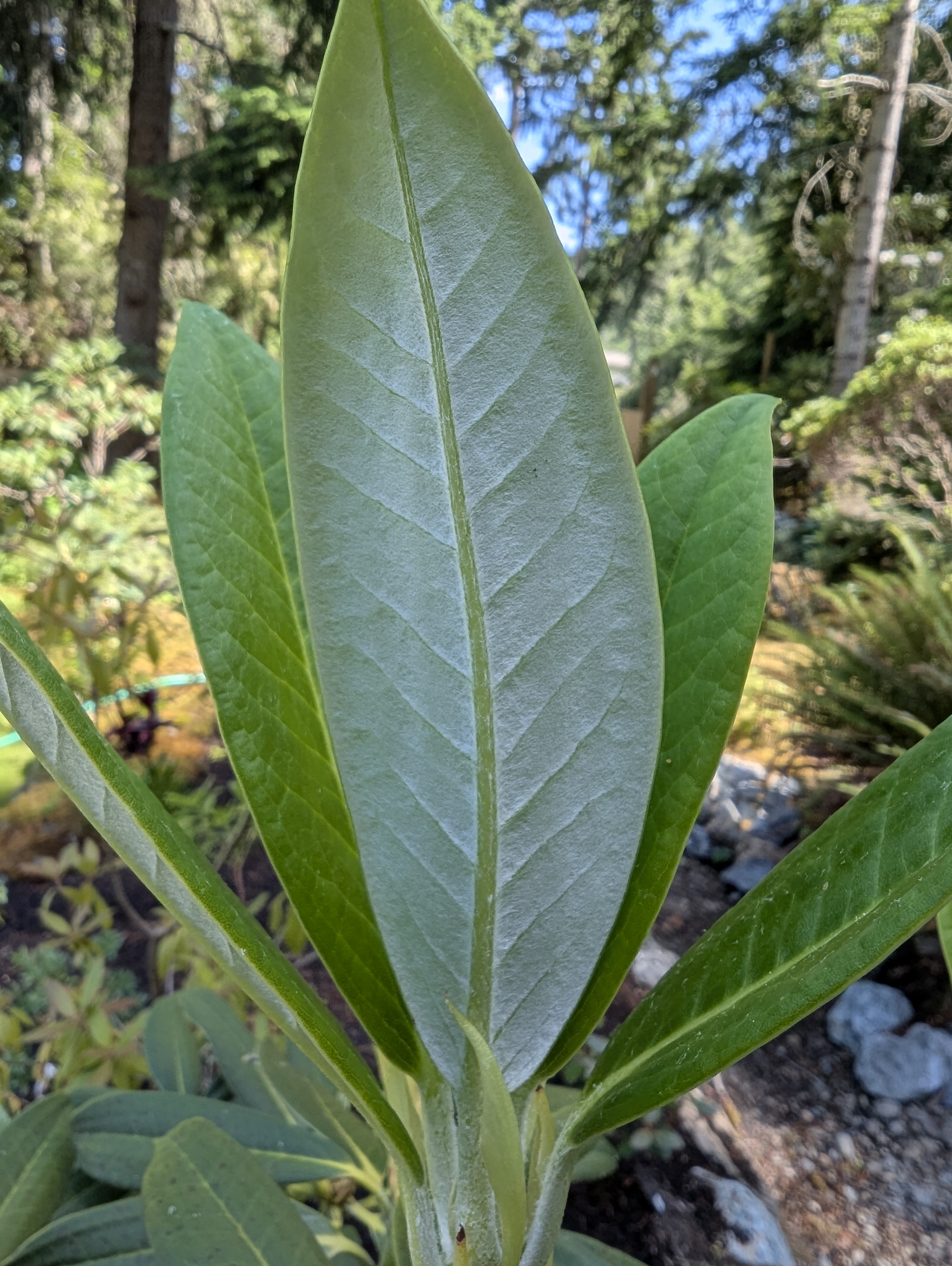 Rhododendron insigne photo