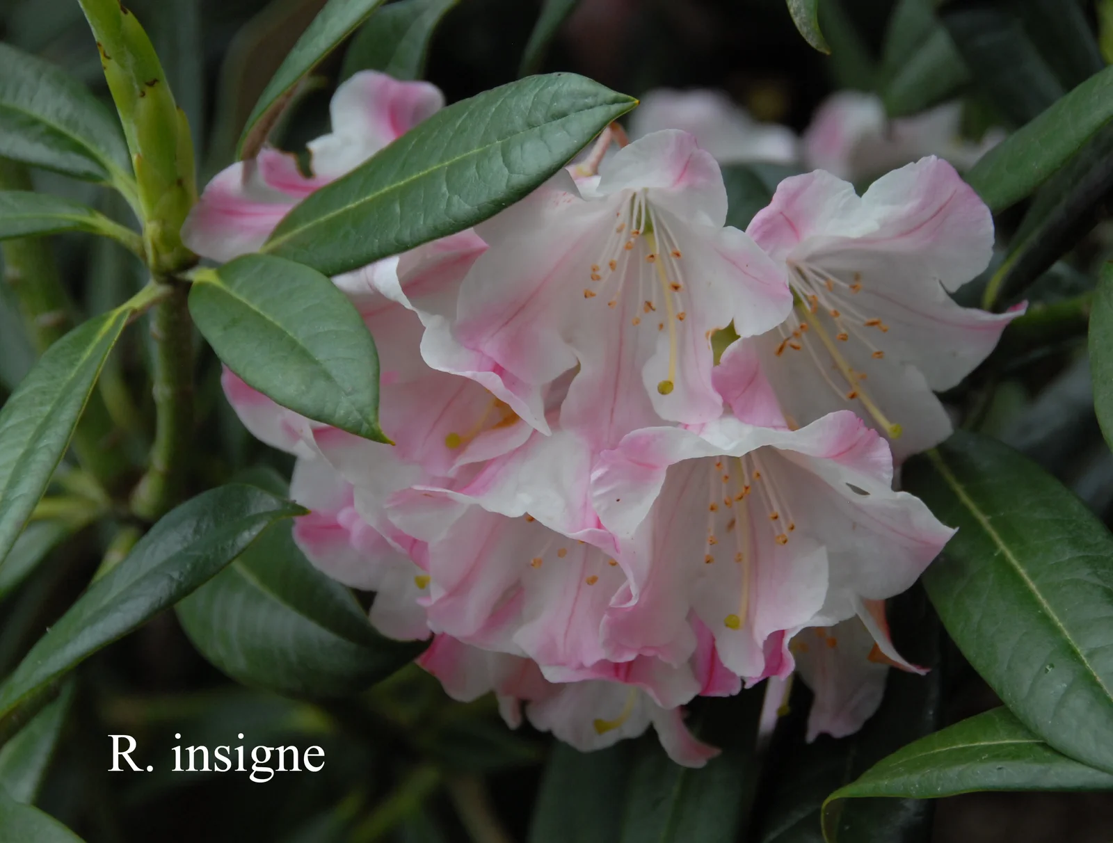 R. insigne photo of R. insigne. Location: Fearing's Farm Nursery, Abbotsford, BC, Canada. Photo by: Harold Fearing