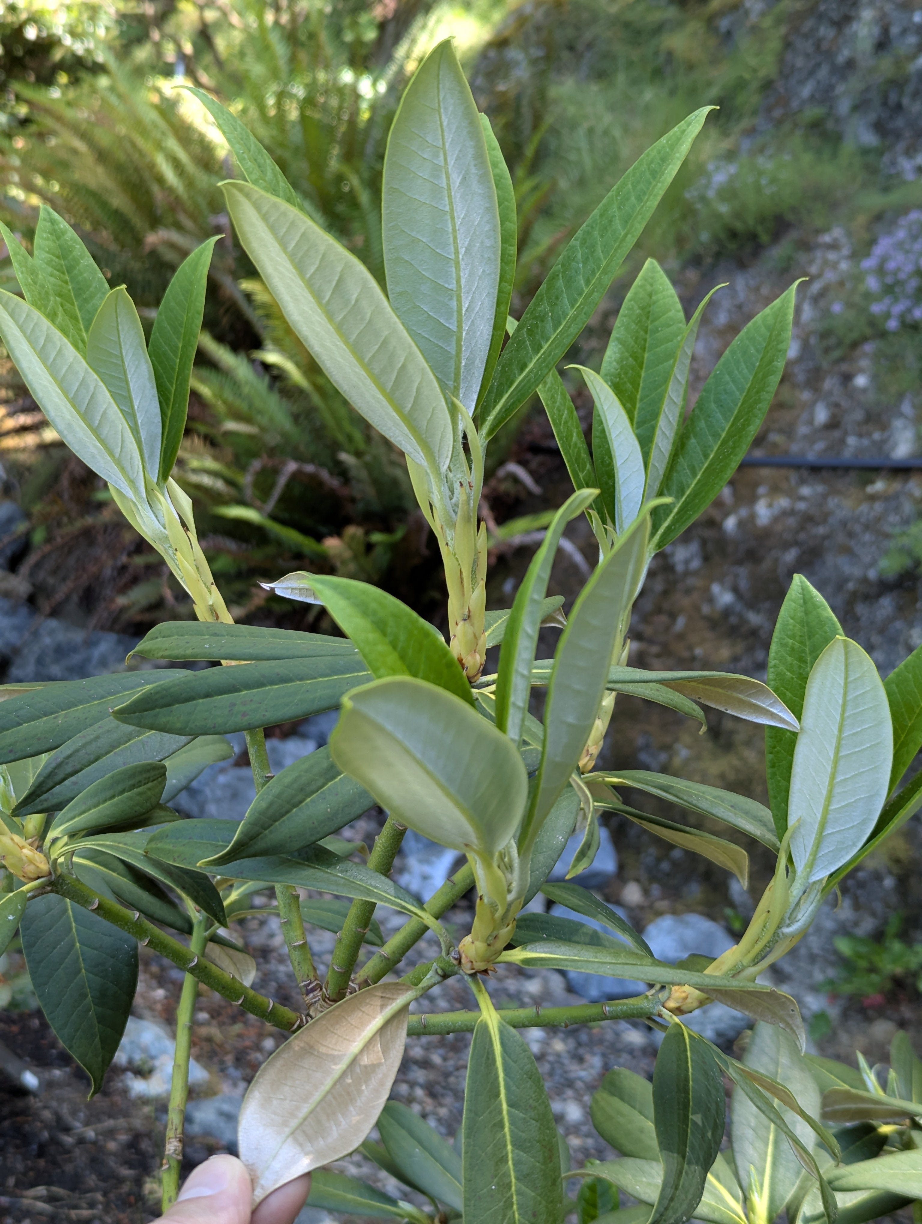 Rhododendron insigne photo
