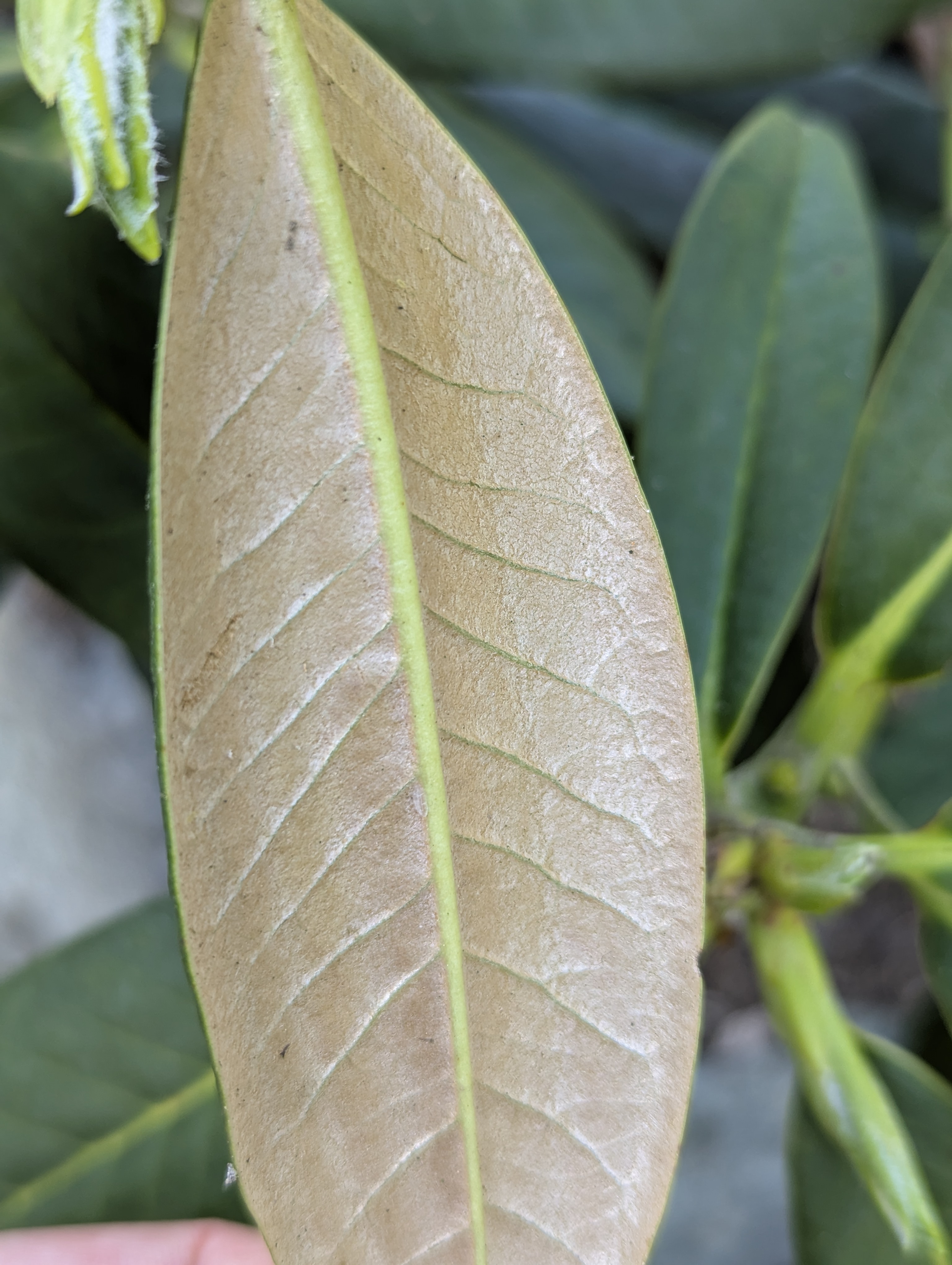 Rhododendron insigne photo