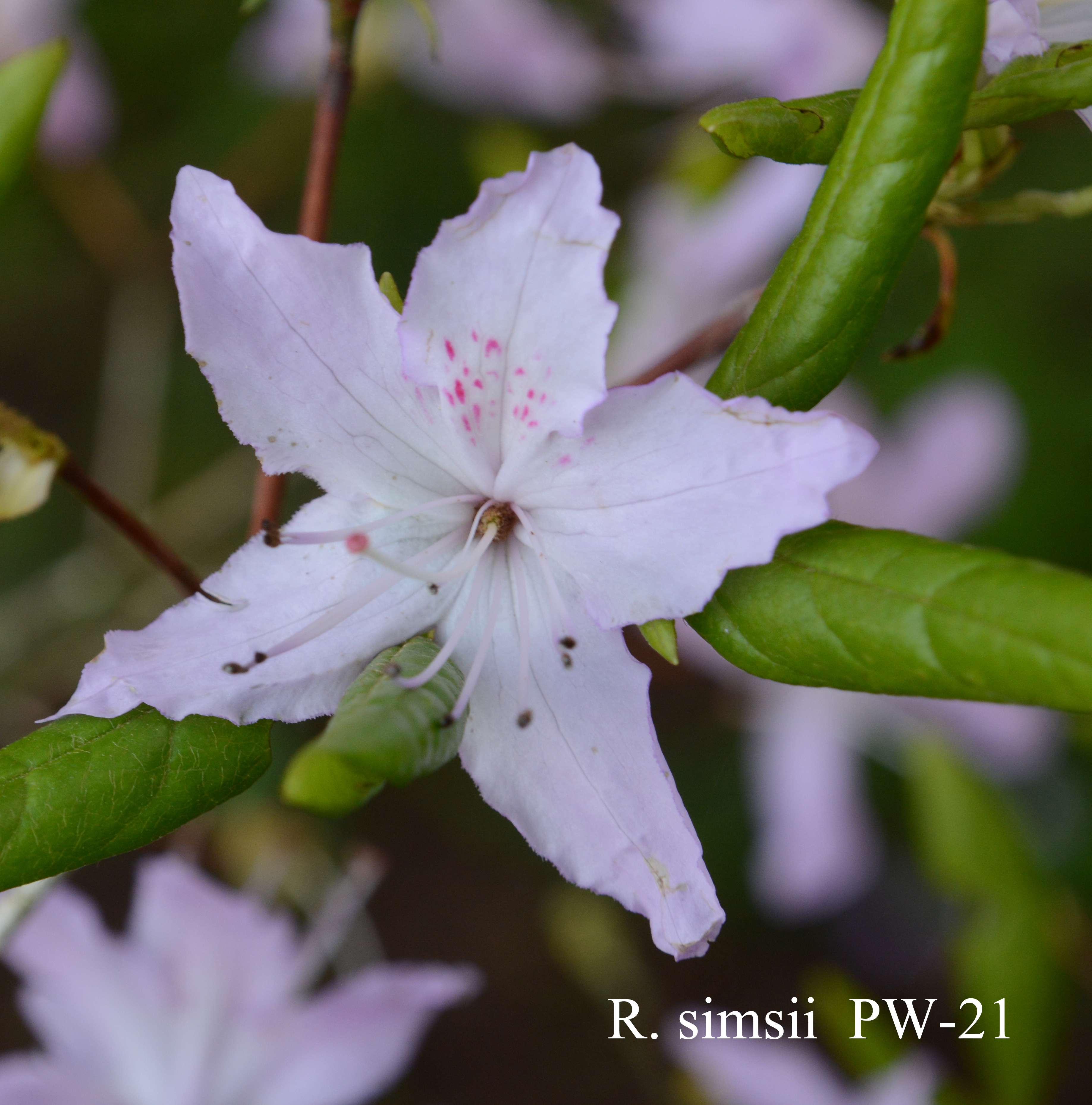 Rhododendron simsii var simsii photo