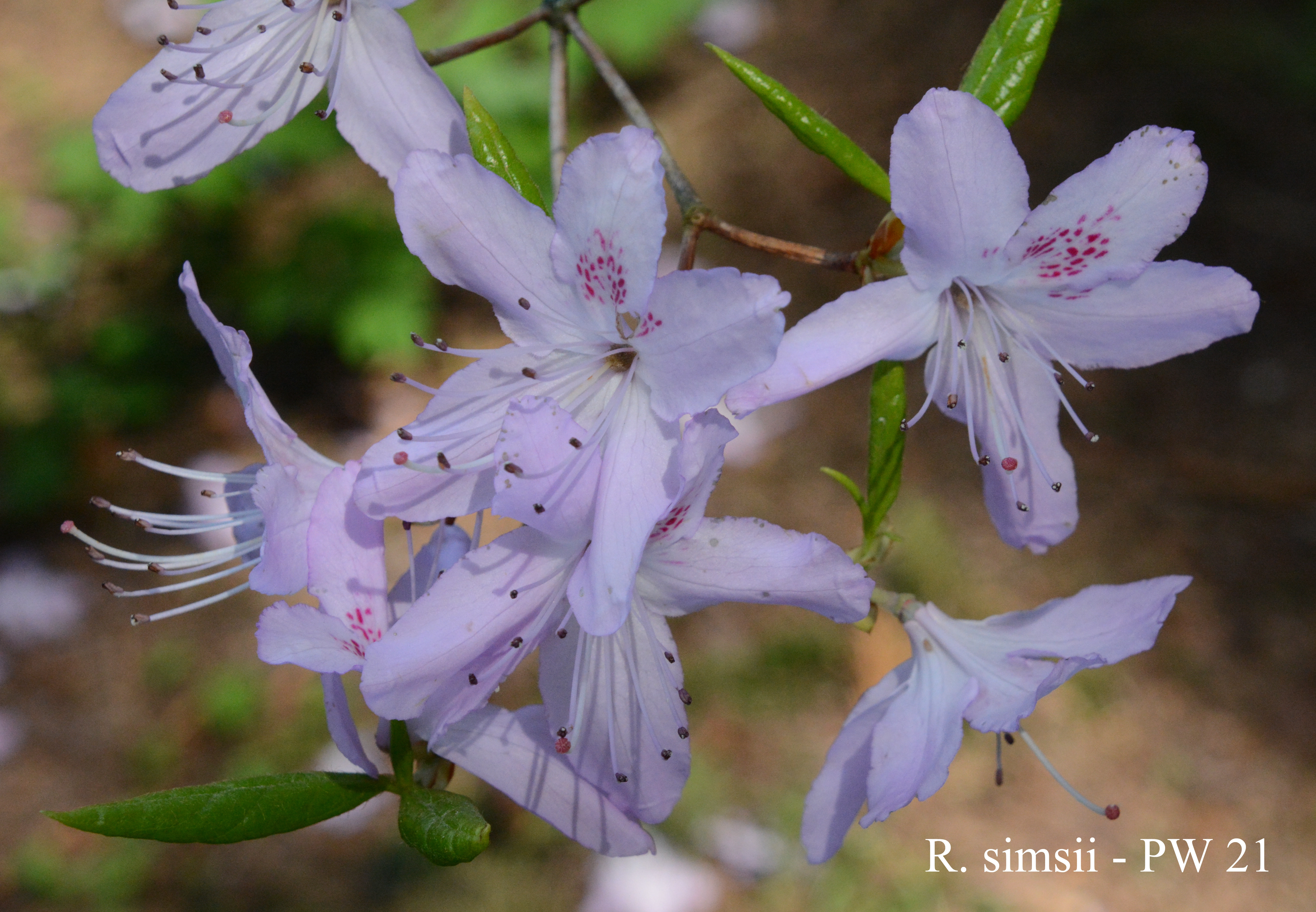 Rhododendron simsii var simsii photo