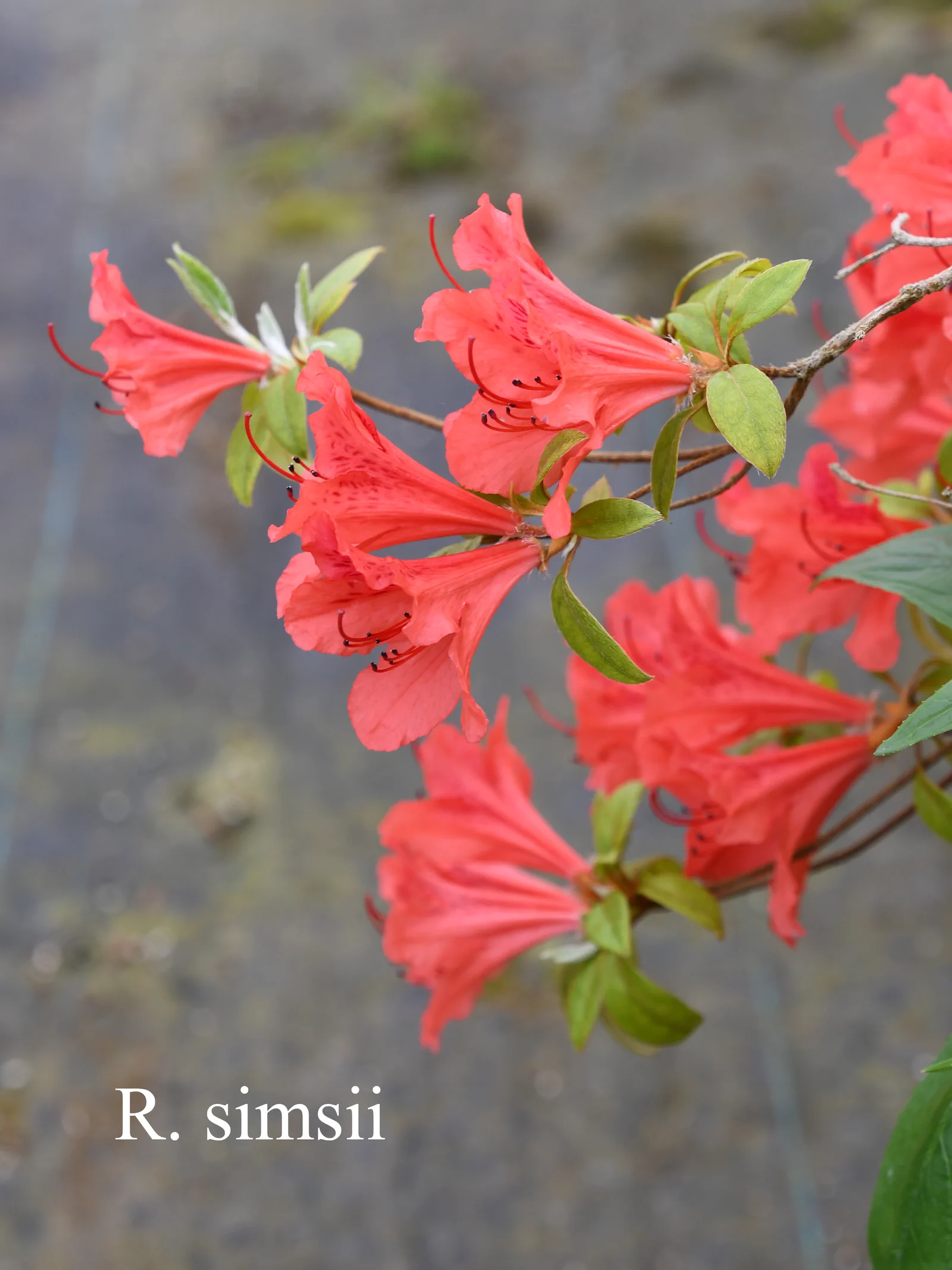 R. simsii var simsii photo of R. simsii var simsii. RSF 478sd1996. Location: Fearing's Farm Nursery, Abbotsford, BC, Canada. Photo by: Harold Fearing
