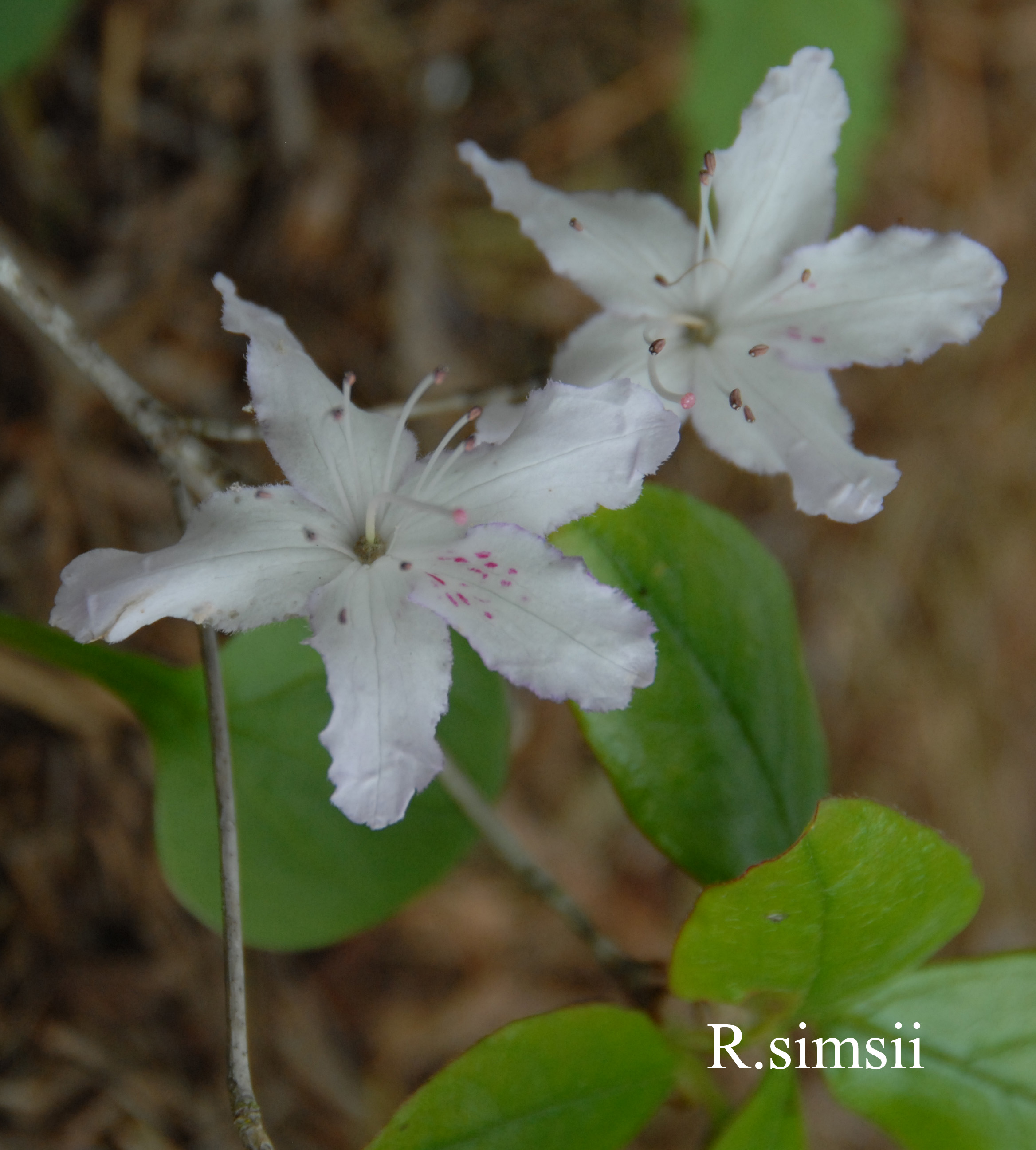 Rhododendron simsii var simsii photo