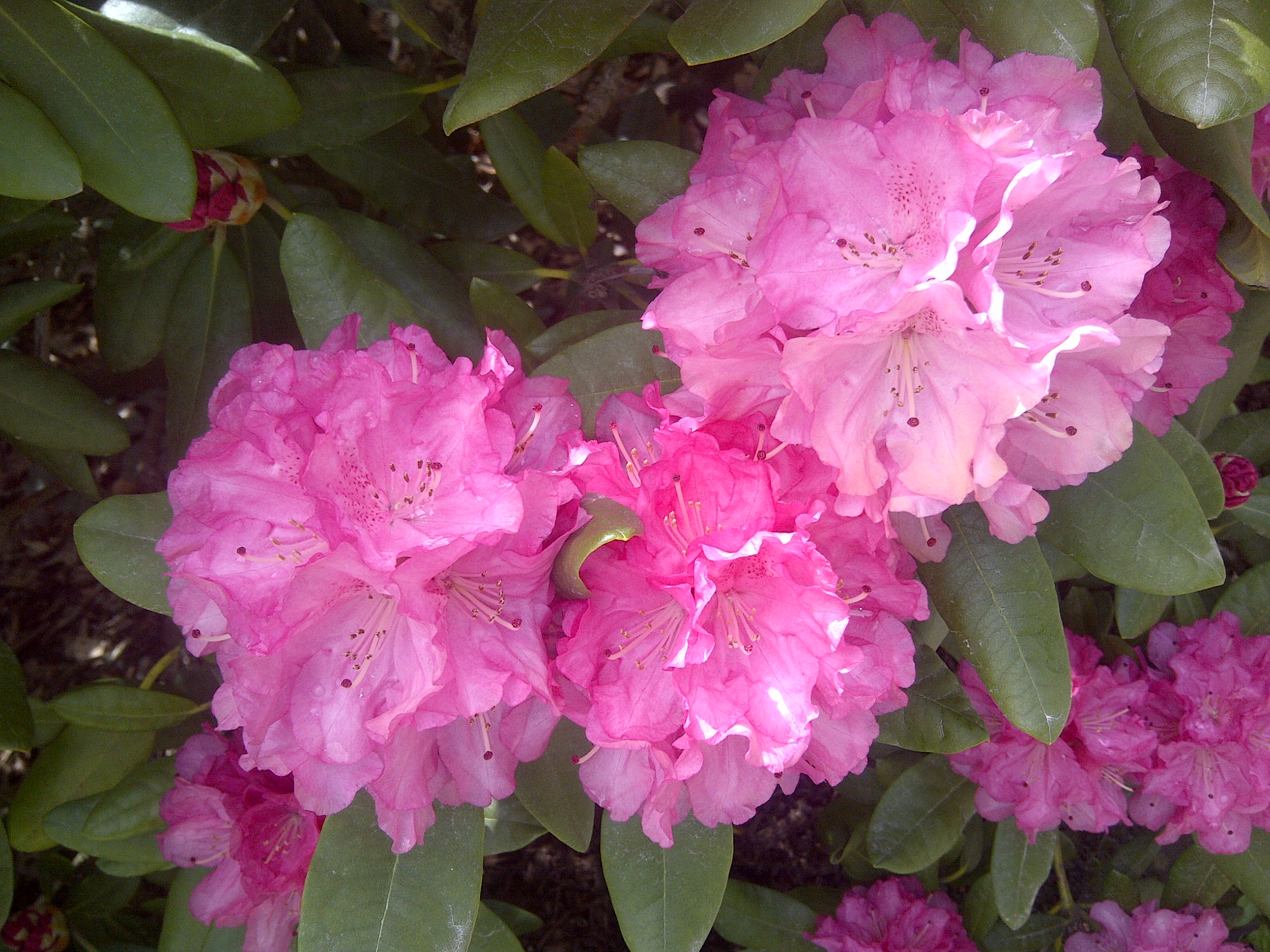 Rhododendron Minas Maid photo