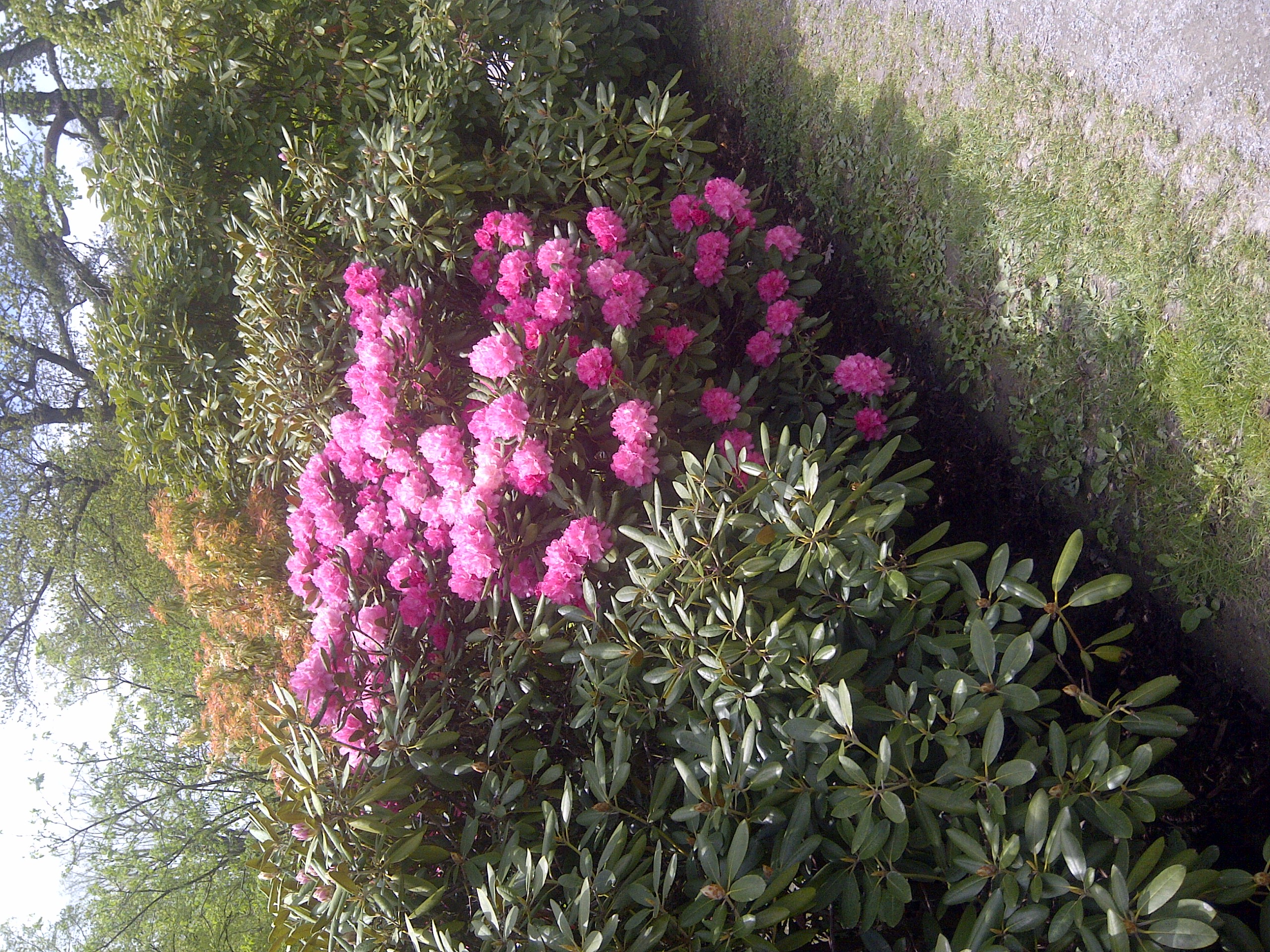 Rhododendron Minas Maid photo