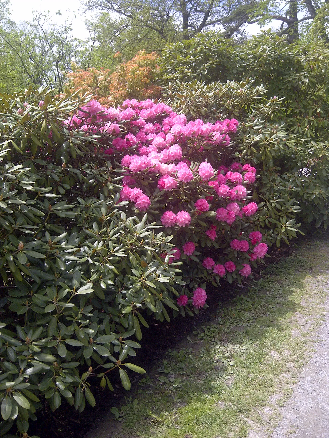 R. 'Minas Maid' photo of R. 'Minas Maid'. Location: Halifax Public Gardens, Halifax, Nova Scotia. Photo by: johnw