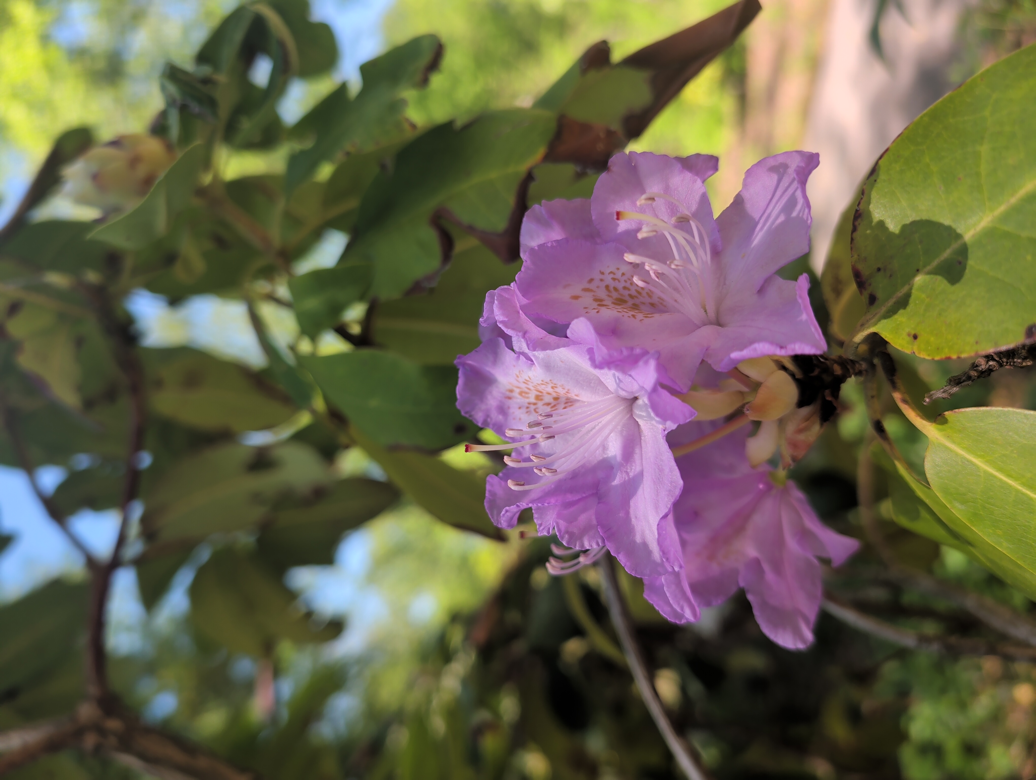 Rhododendron Roslyn photo