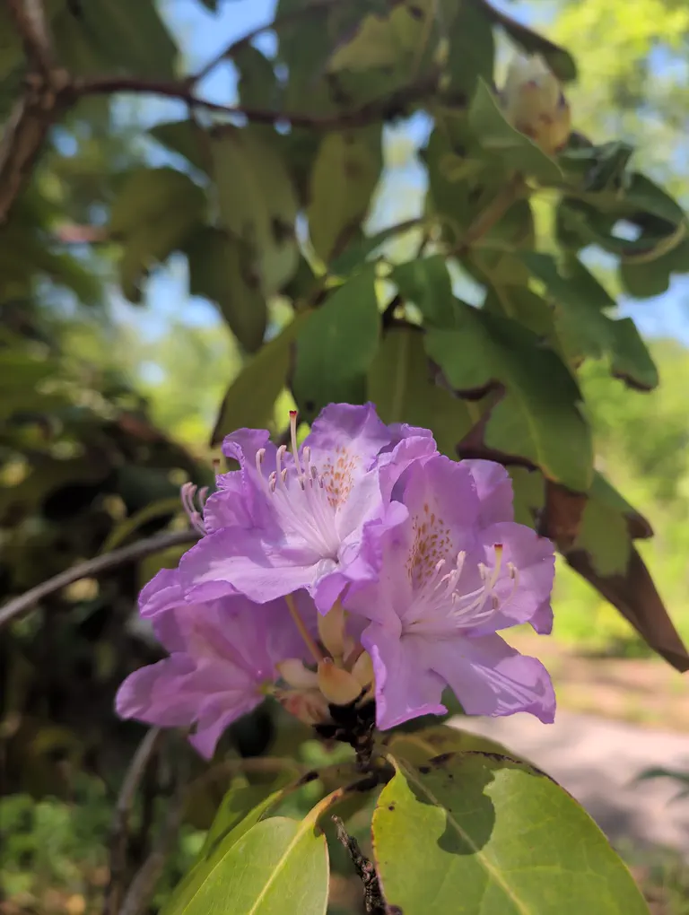 Photo of R. 'Roslyn', Rhododendron Hybrid