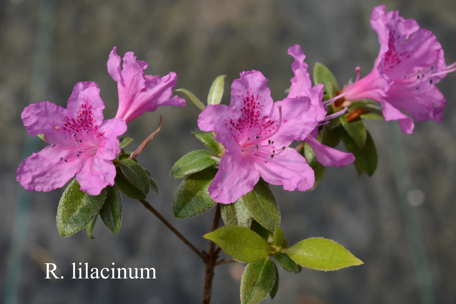 R. 'Lilacinum' photo of R. 'Lilacinum'. Collection Number: CGG14-043. Location: Fearing's Farm Nursery, Abbotsford, BC, Canada. Photo by: Harold Fearing