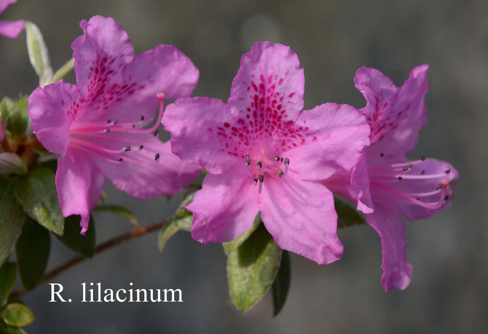 R. 'Lilacinum' photo of R. 'Lilacinum'. Collection Number: CGG14-043. Location: Fearing's Farm Nursery, Abbotsford, BC, Canada. Photo by: Harold Fearing