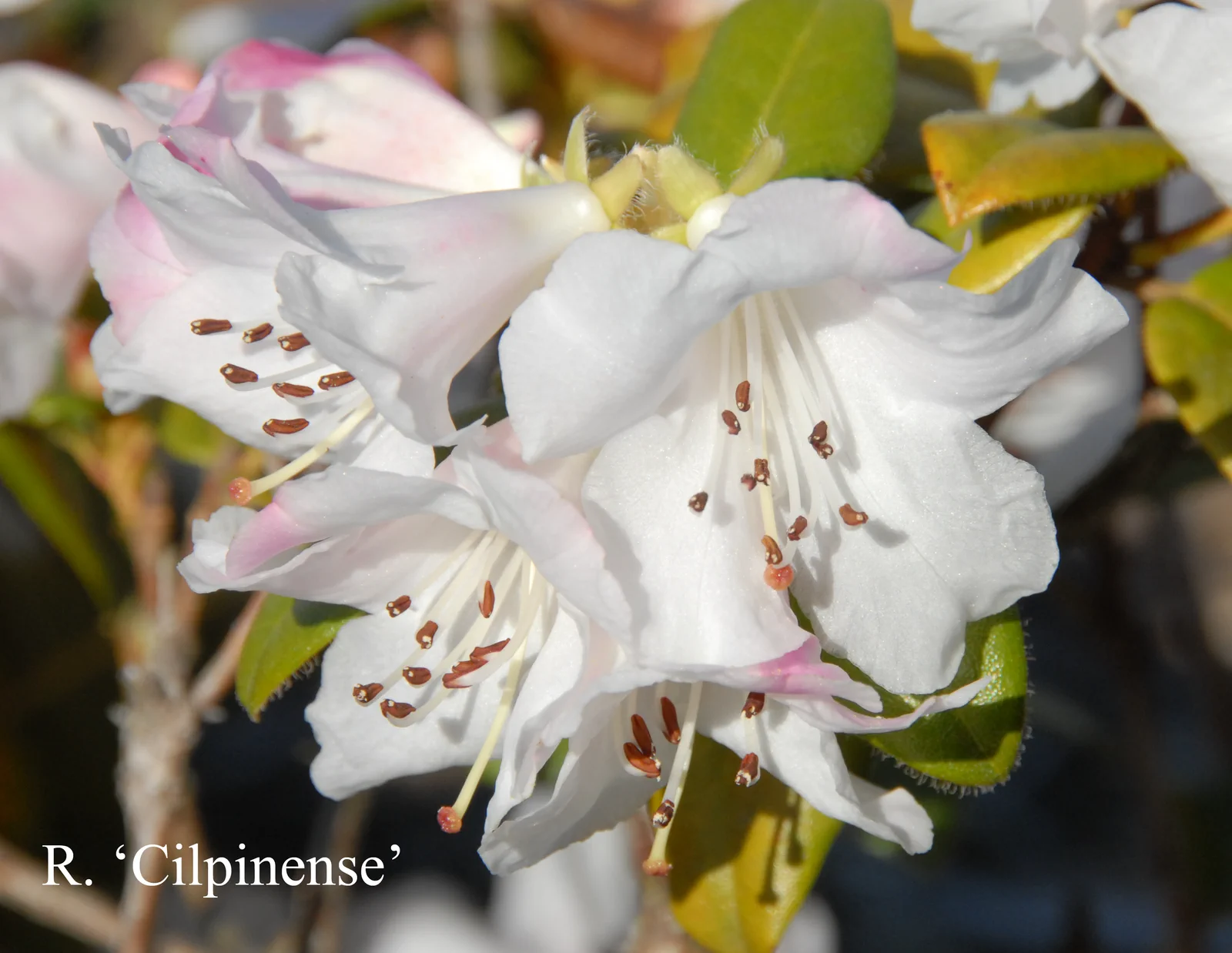 R. 'Cilpinense' photo of R. 'Cilpinense'. Location: Fearing's Farm Nursery, Abbotsford, BC, Canada. Photo by: Harold Fearing