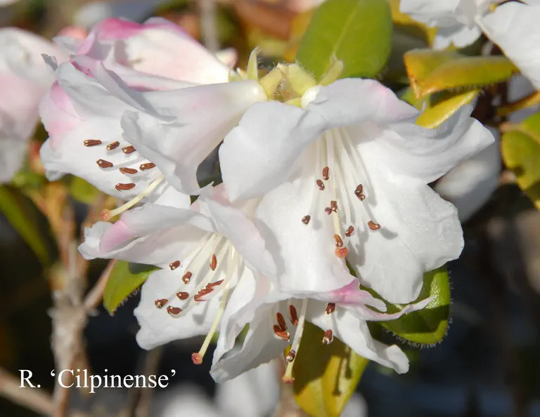 Photo of R. 'Cilpinense', Rhododendron Hybrid