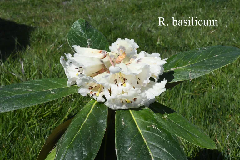 Photo of R. basilicum, Species
