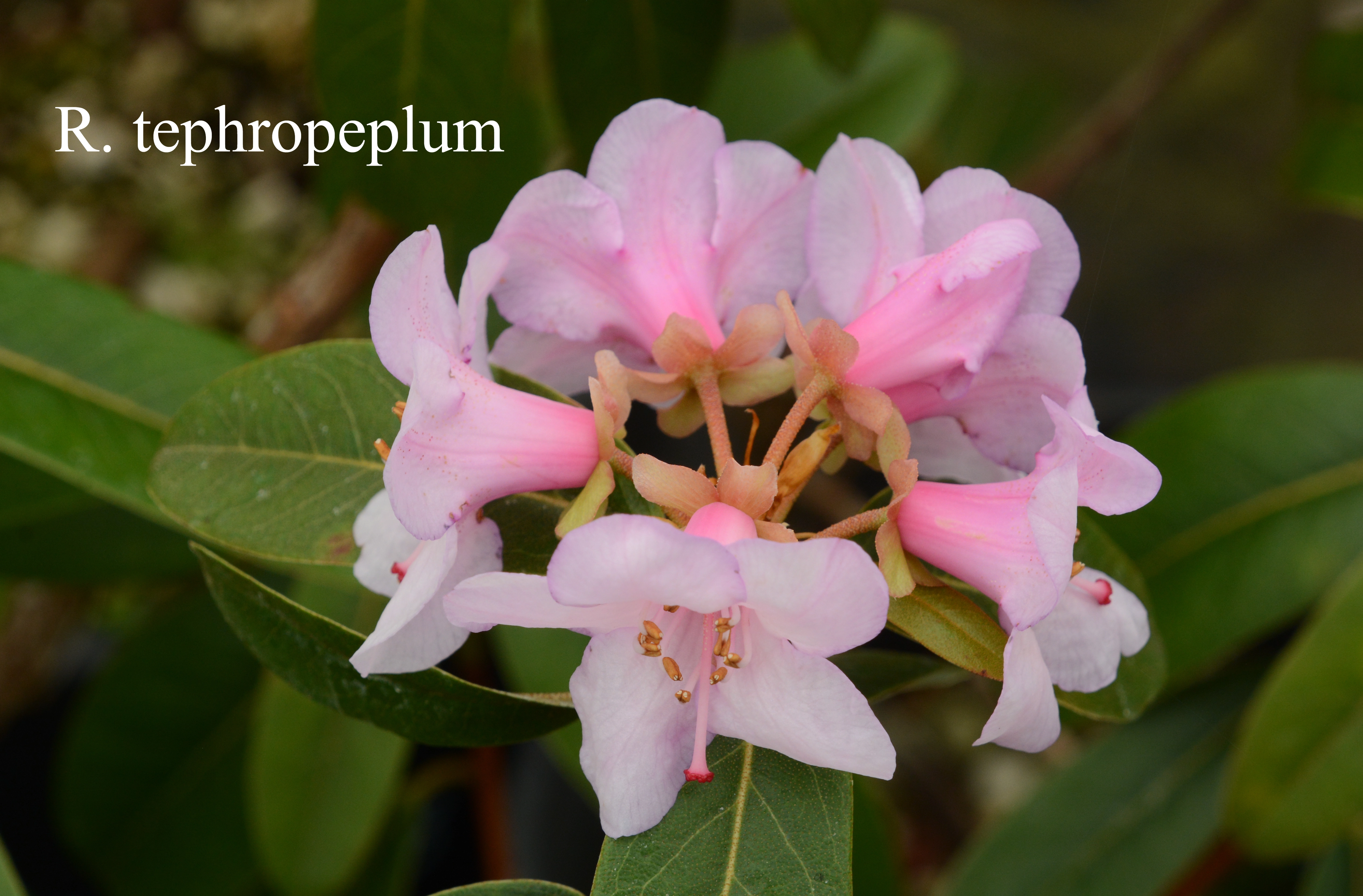 Rhododendron tephropeplum photo