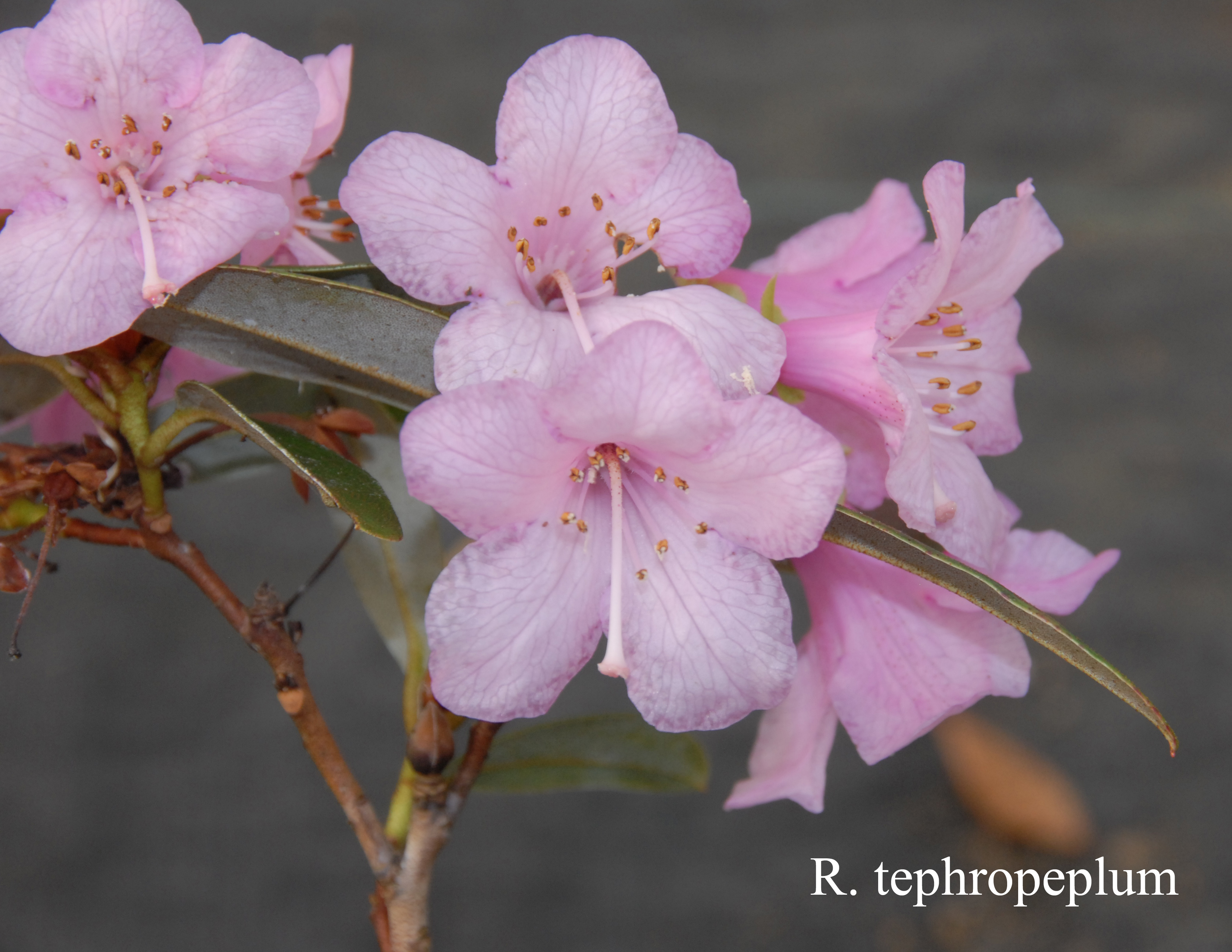 Rhododendron tephropeplum photo