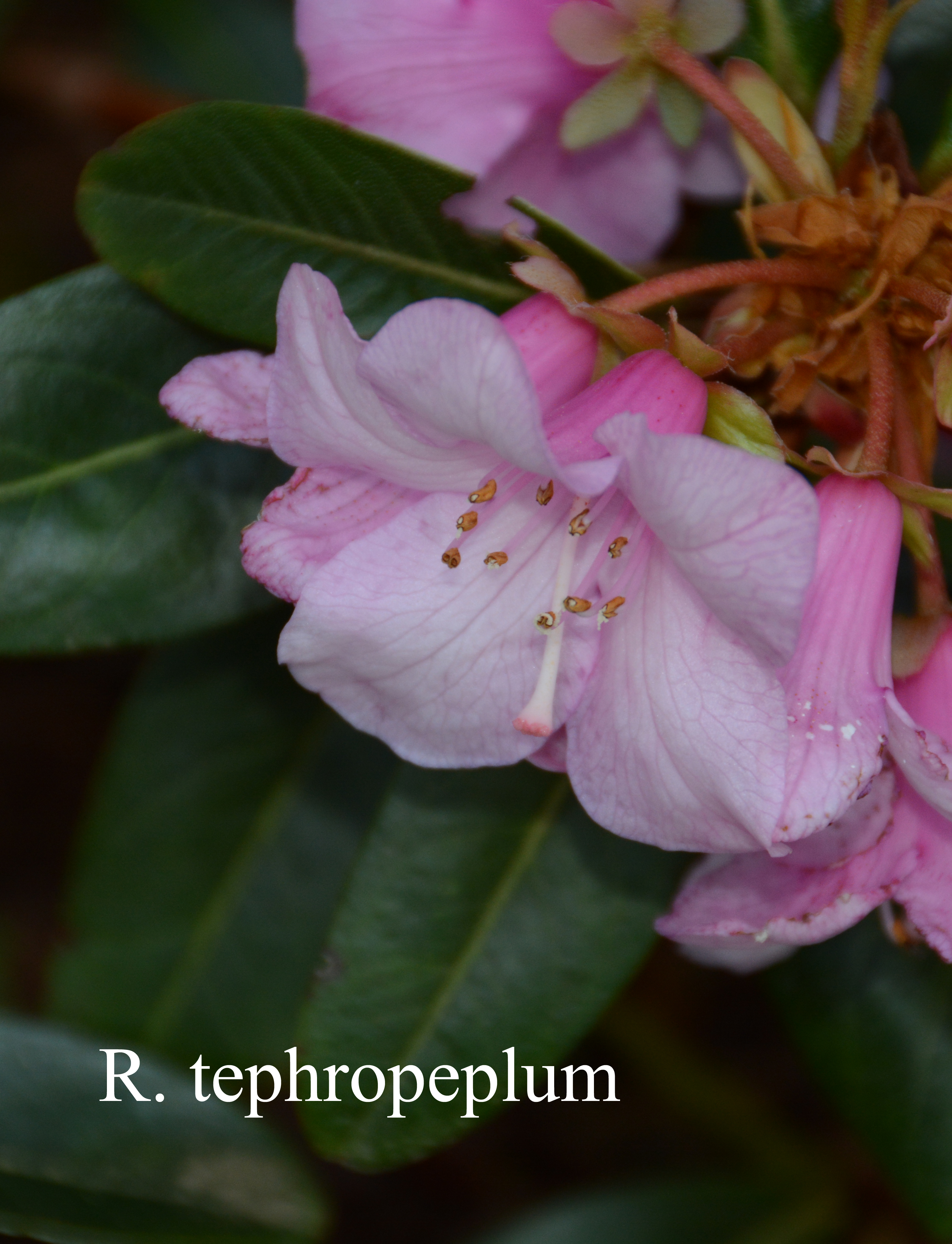 Rhododendron tephropeplum photo