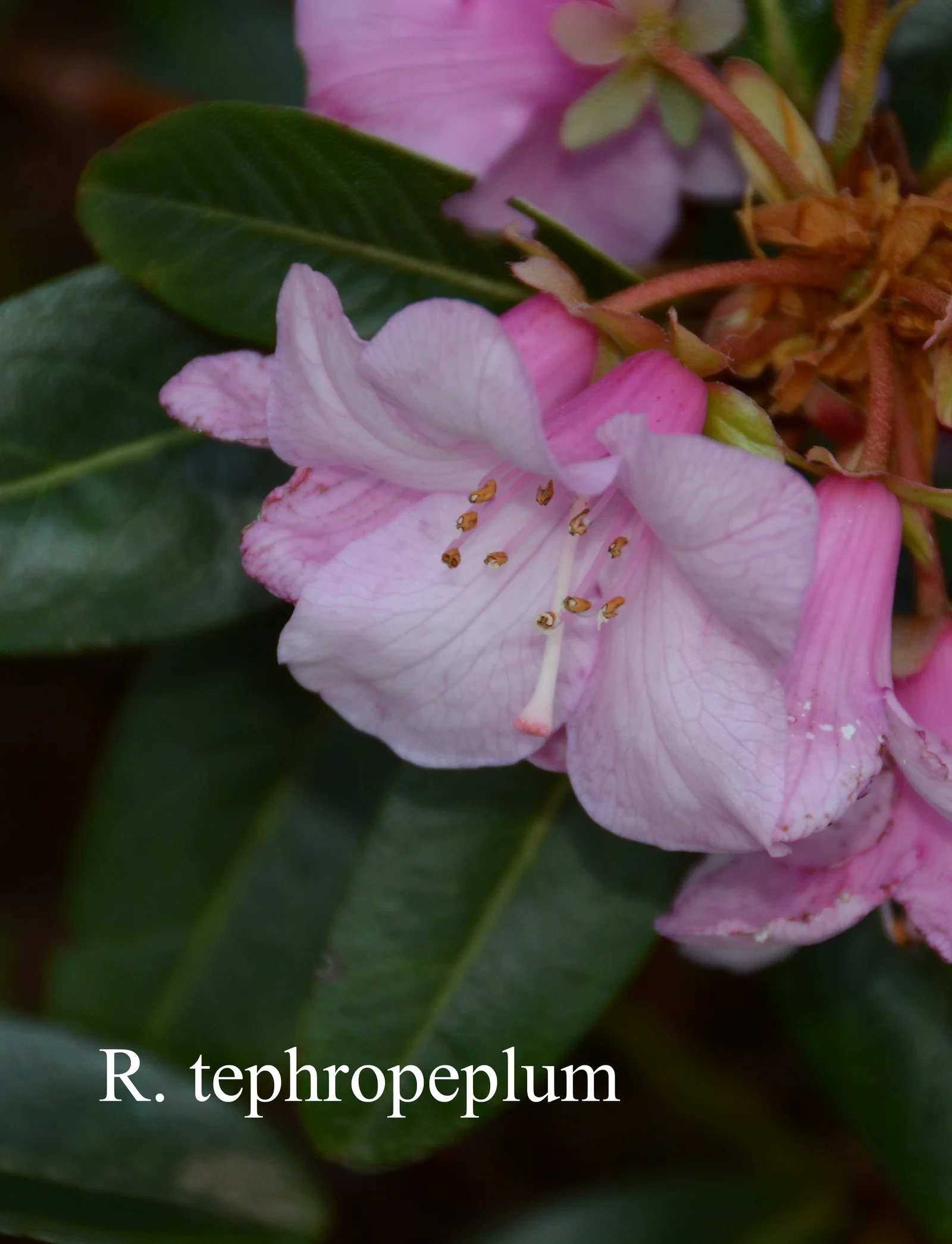 R. tephropeplum photo of R. tephropeplum. Location: Fearing's Farm Nursery, Abbotsford, BC, Canada. Photo by: Harold Fearing