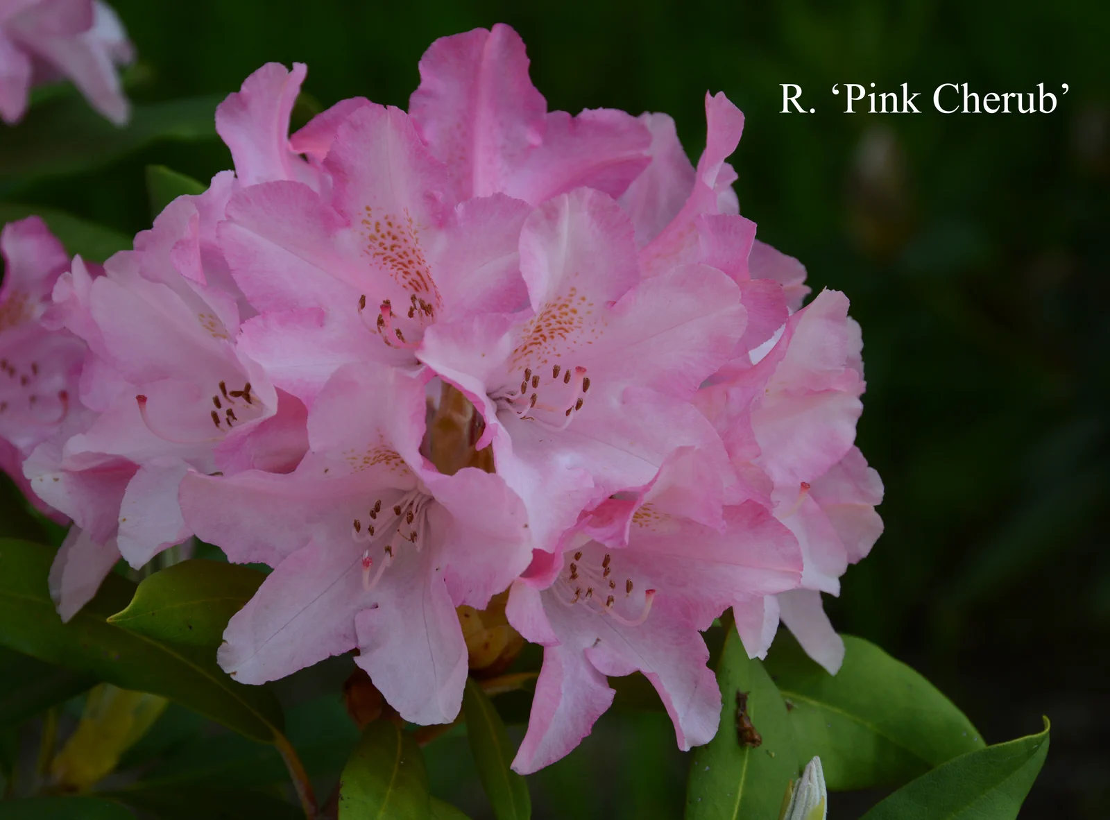 R. 'Pink Cherub' photo of R. 'Pink Cherub'. Location: Fearing's Farm Nursery, Abbotsford, BC, Canada. Photo by: Harold Fearing