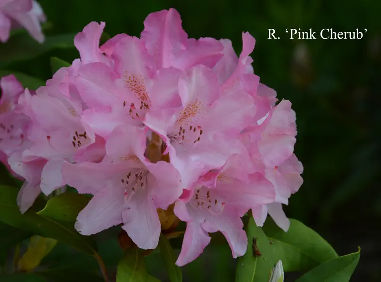 Photo of R. 'Pink Cherub', Rhododendron Hybrid