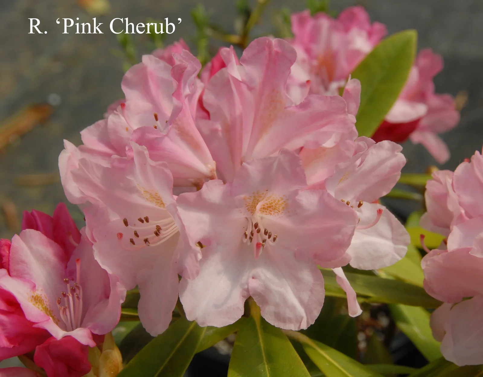R. 'Pink Cherub' photo of R. 'Pink Cherub'. Location: Fearing's Farm Nursery, Abbotsford, BC, Canada. Photo by: Harold Fearing